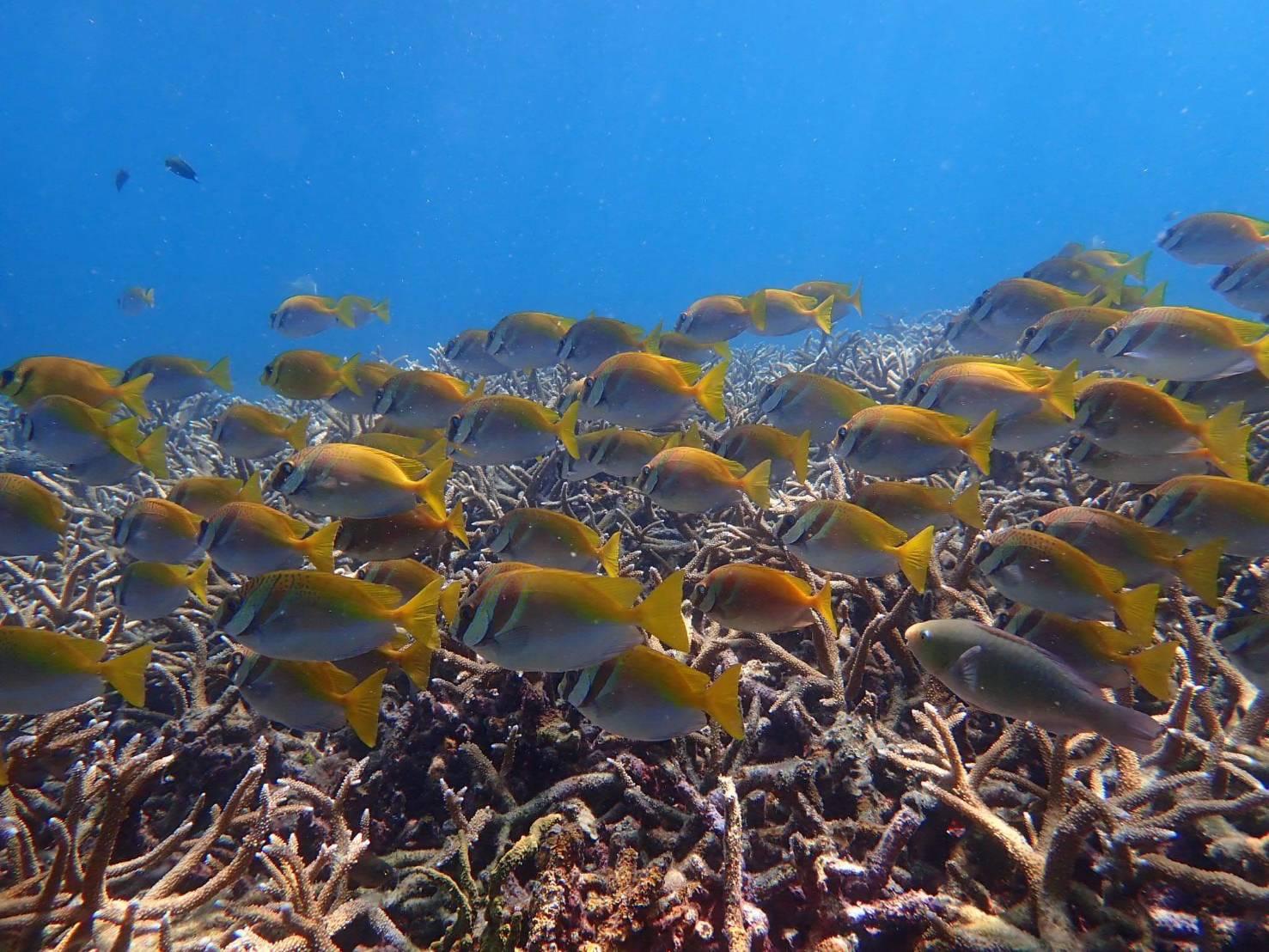 Speedboat Snorkel Expedition to Koh Tao & Koh Nang Yuan