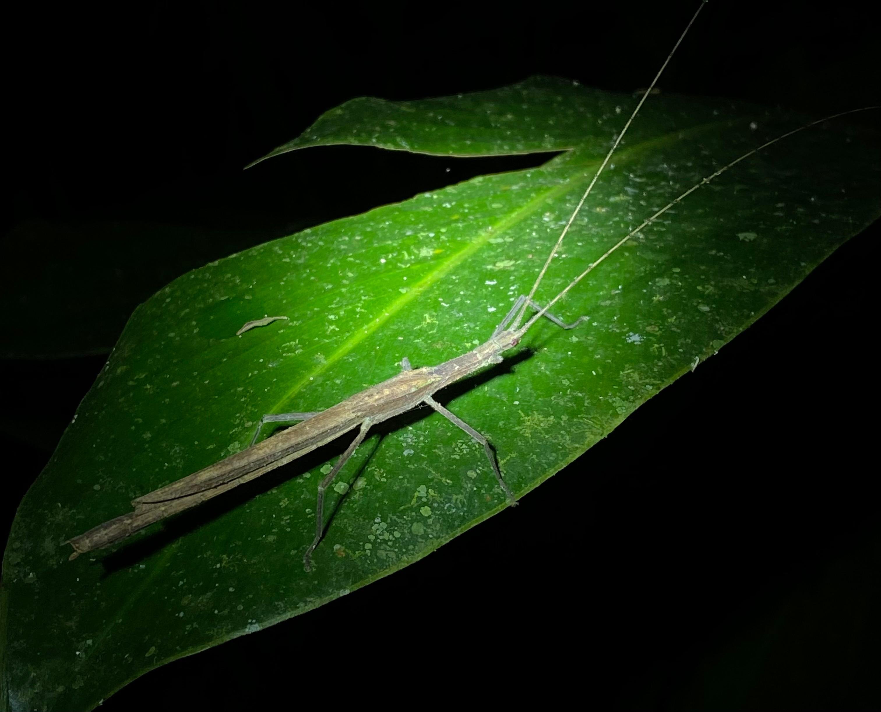 Manuel Antonio Night Wildlife Walk with Expert Naturalist
