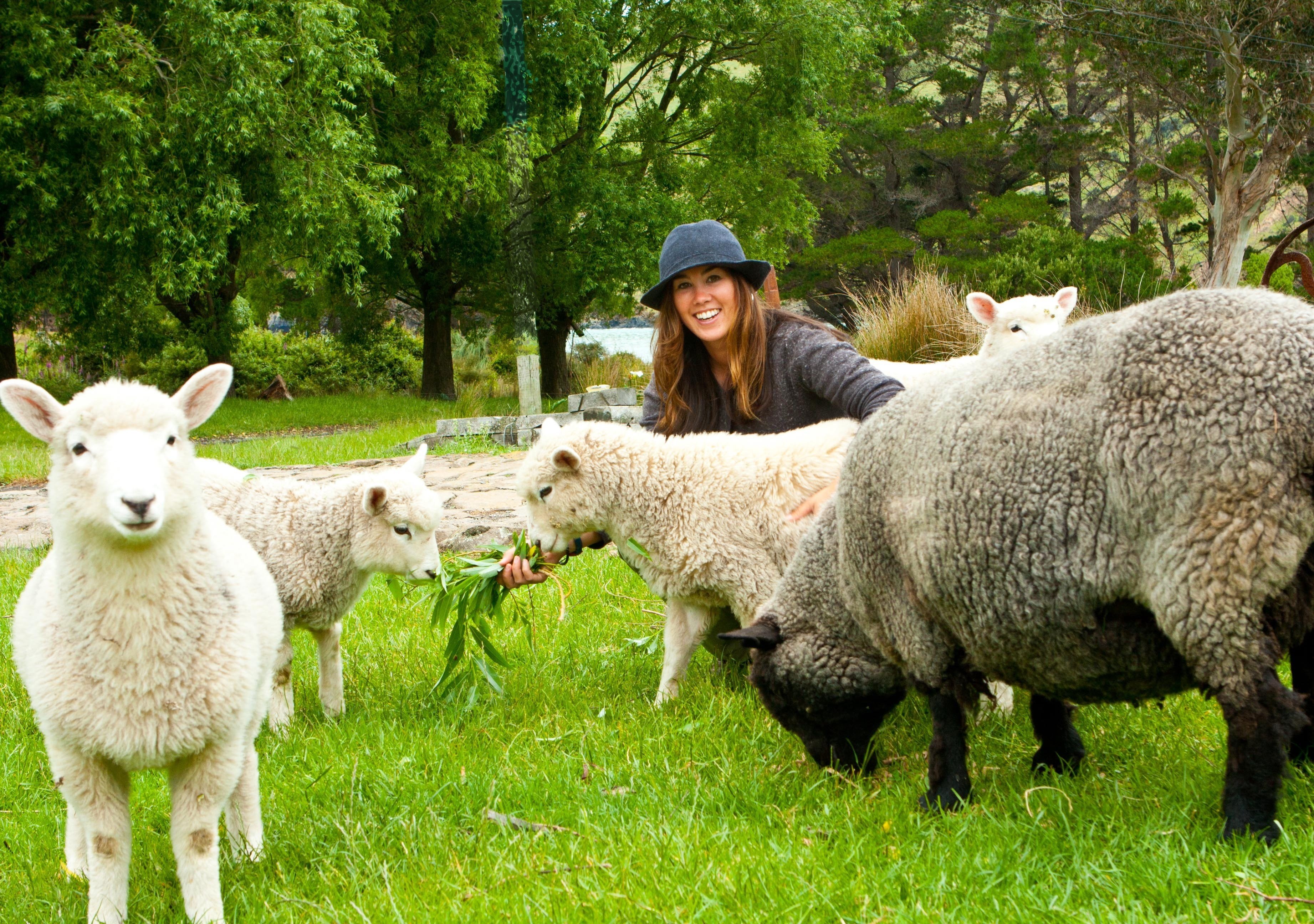 Akaroa: Pohatu Penguins Scenic Nature 2-Hour or 4-Hour Tour