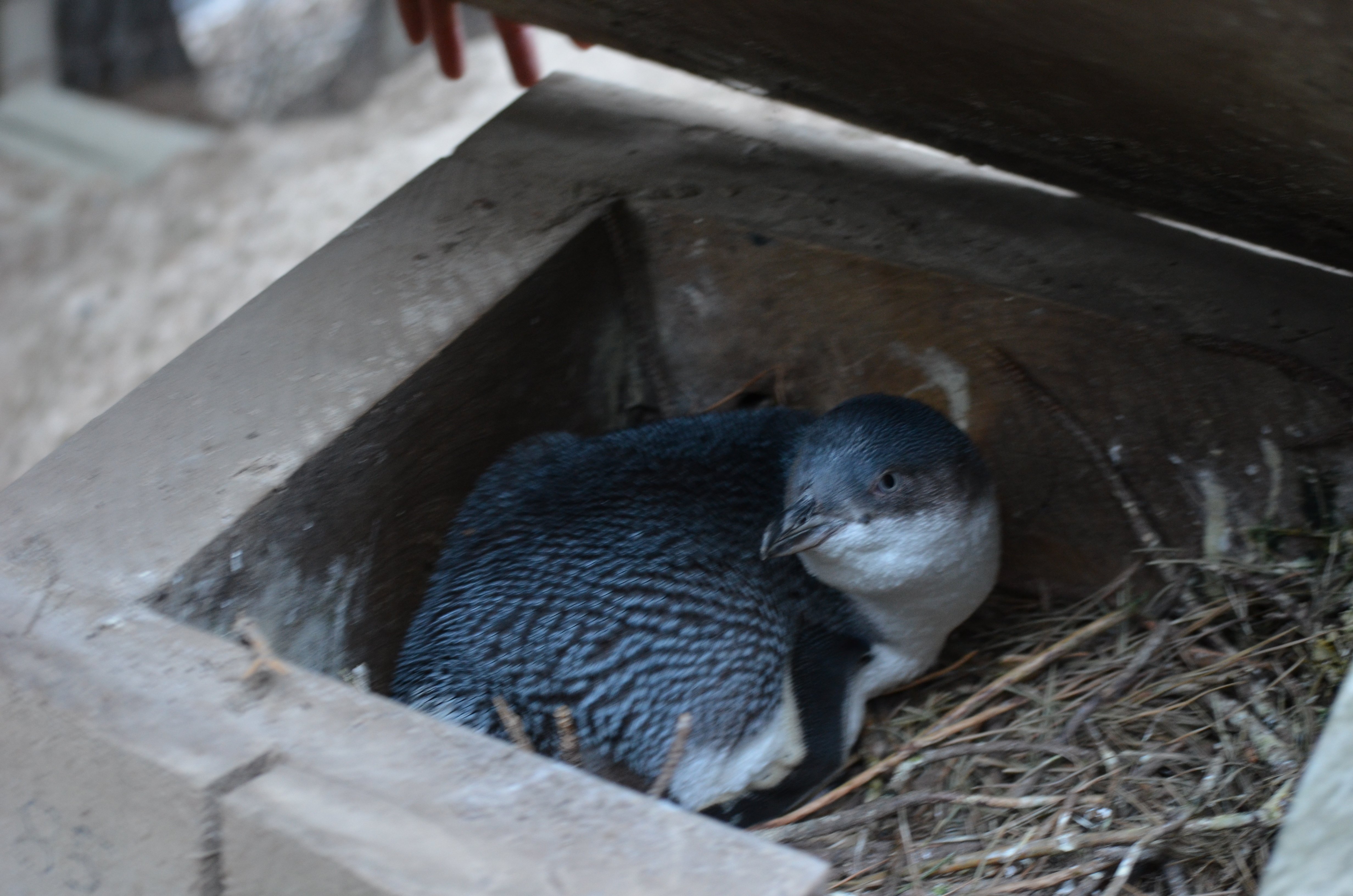 Akaroa: Pohatu Penguins Scenic Nature 2-Hour or 4-Hour Tour