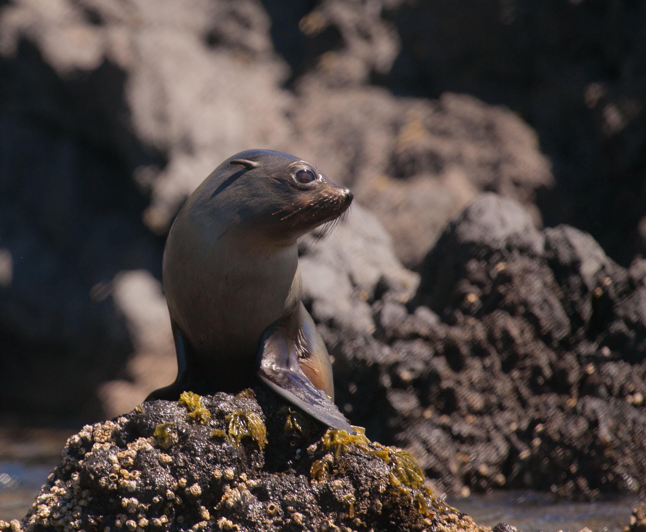 Akaroa: 4WD Safari and Guided Sea-Kayaking Experience