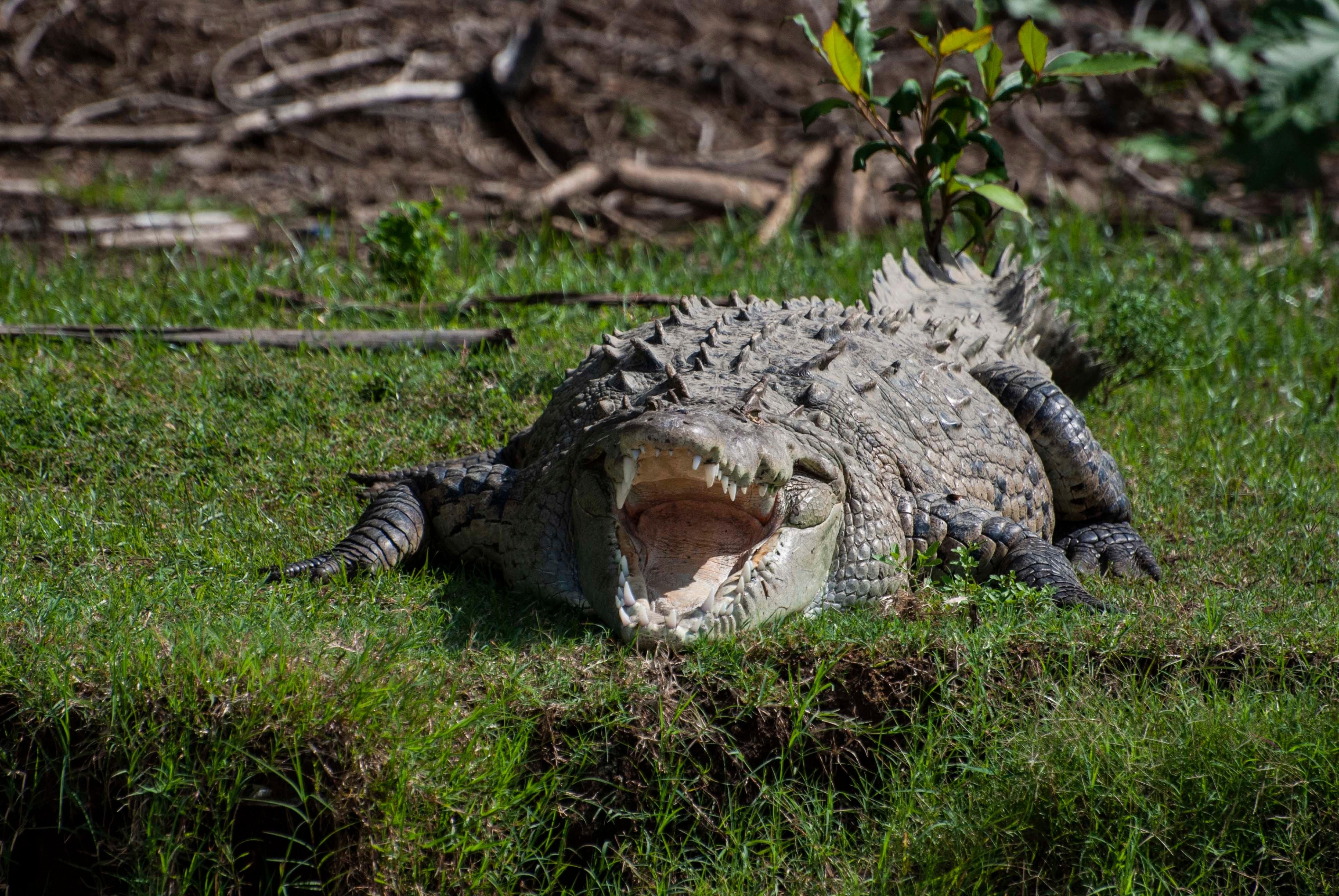 Carara National Park & Tárcoles River Wildlife Experience