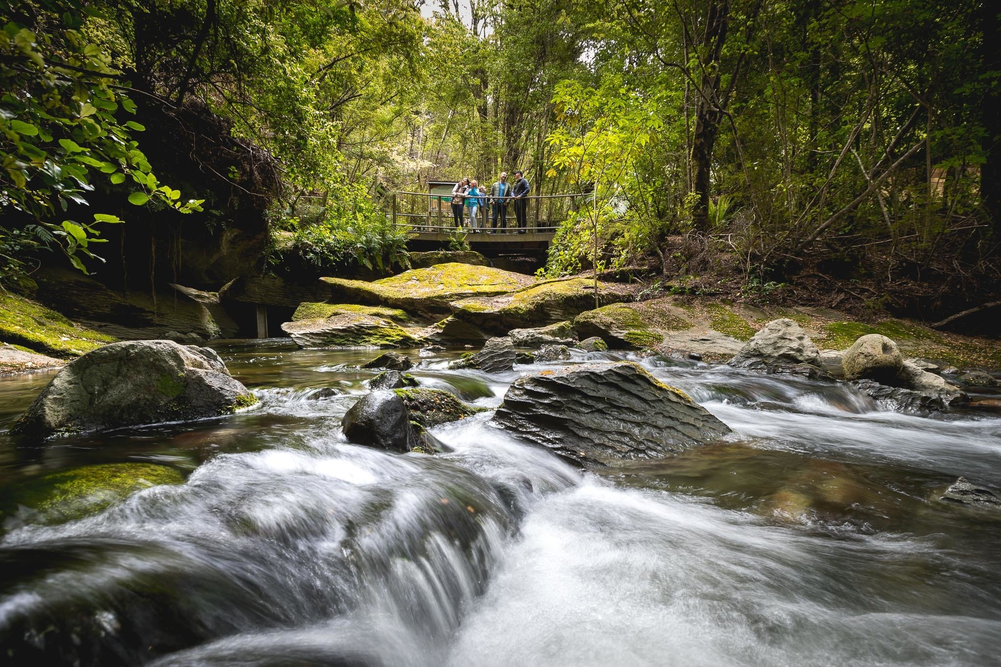 Te Anau Glowworm Caves tour in Fiordland — image 8
