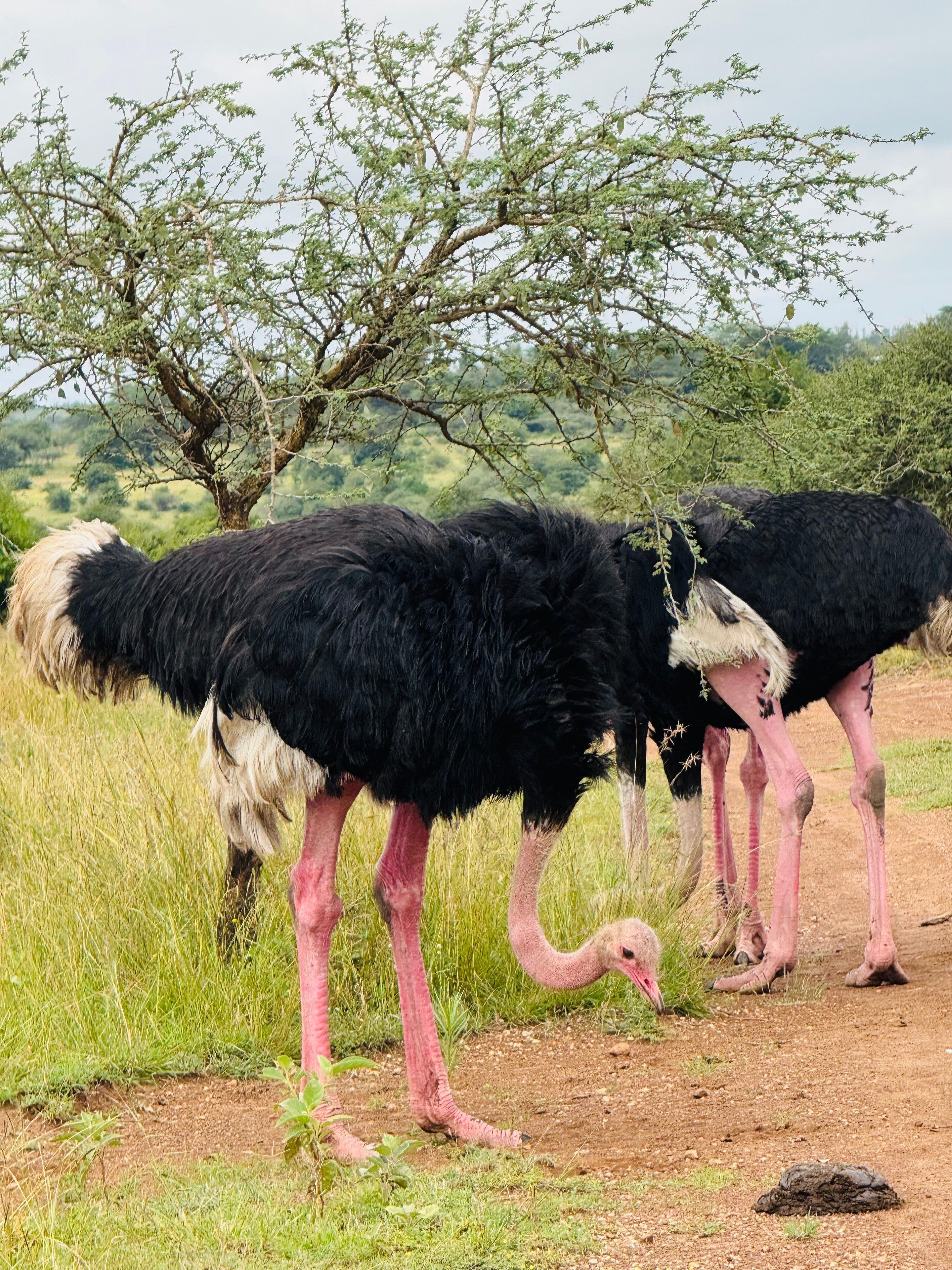 3-Day Masai Mara Safari Adventure from Nairobi