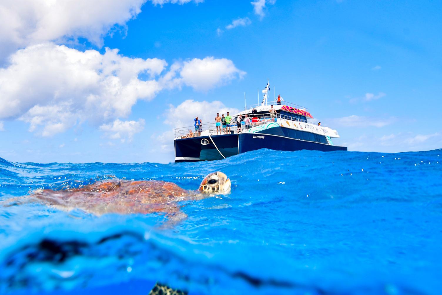 Great Barrier Reef Snorkel & Dive with Indigenous Cultural Experience
