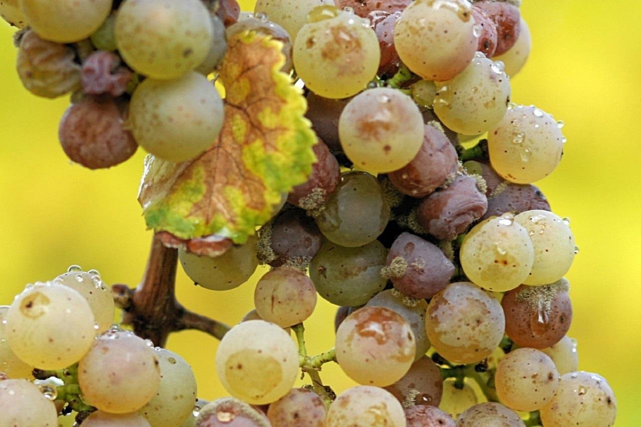 Clare Valley Wine Escape