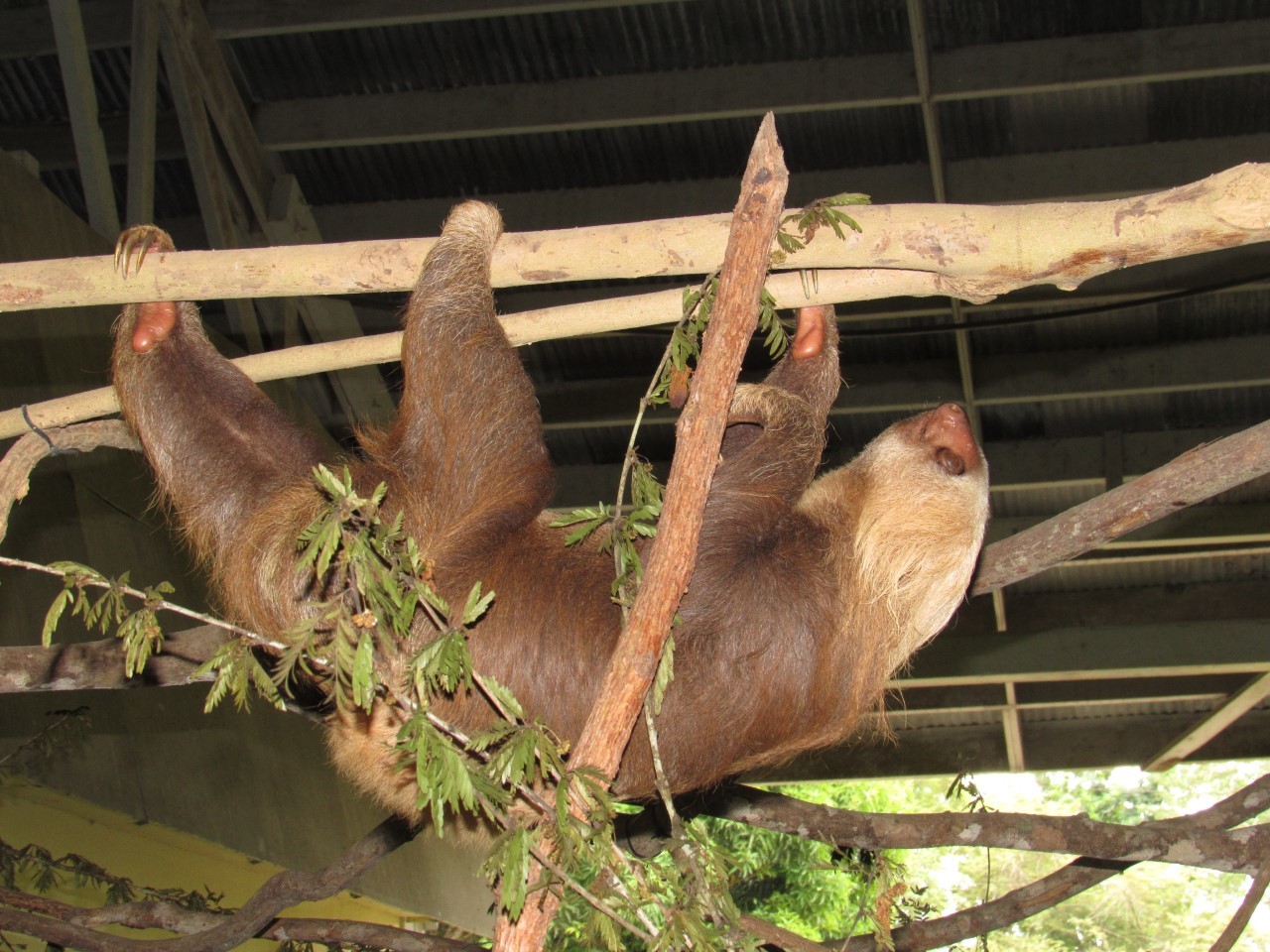Panama Wildlife Discovery: Monkey Island, Sloths & Canal Boat Tour
