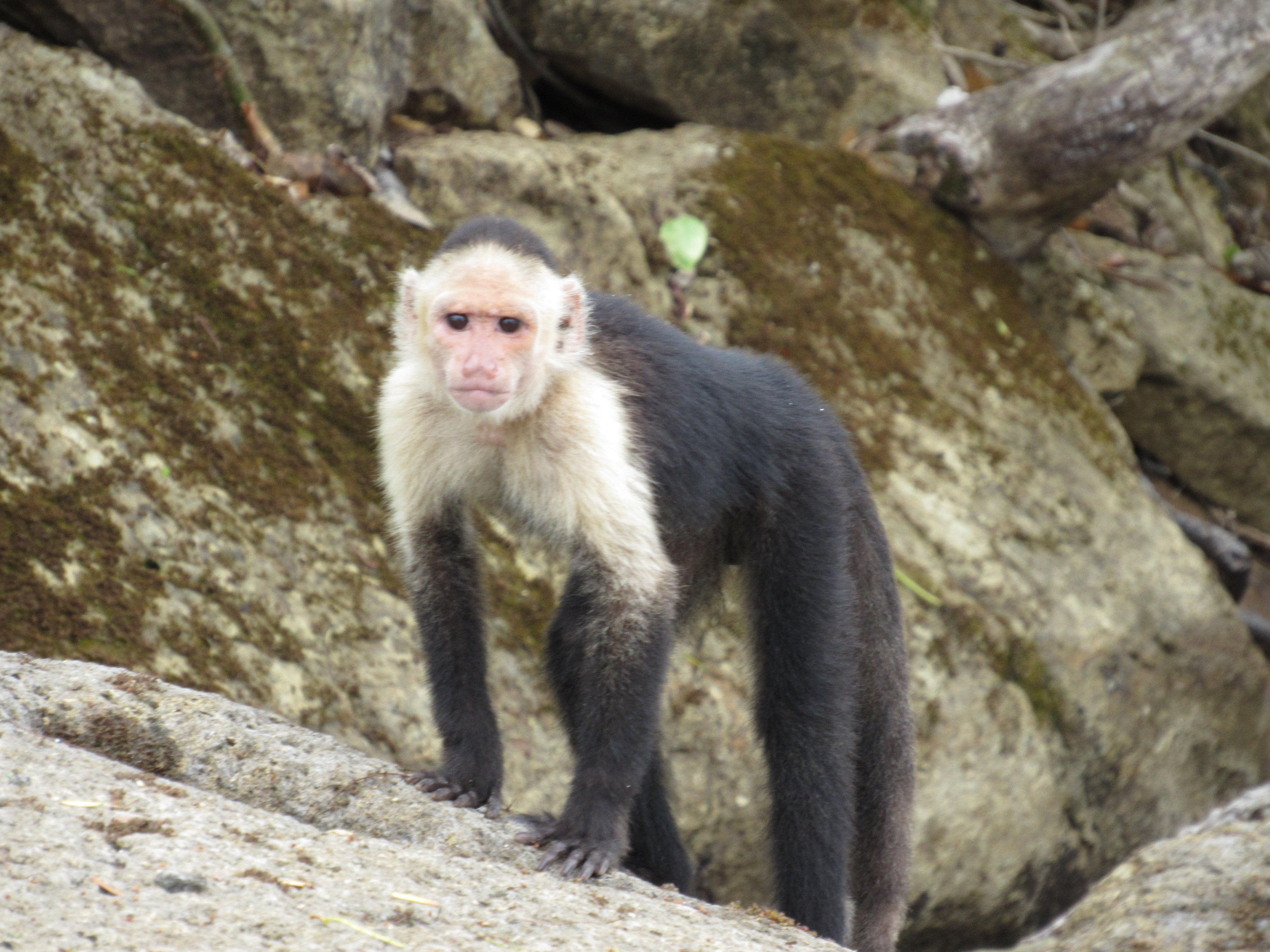 Panama Wildlife Discovery: Monkey Island, Sloths & Canal Boat Tour