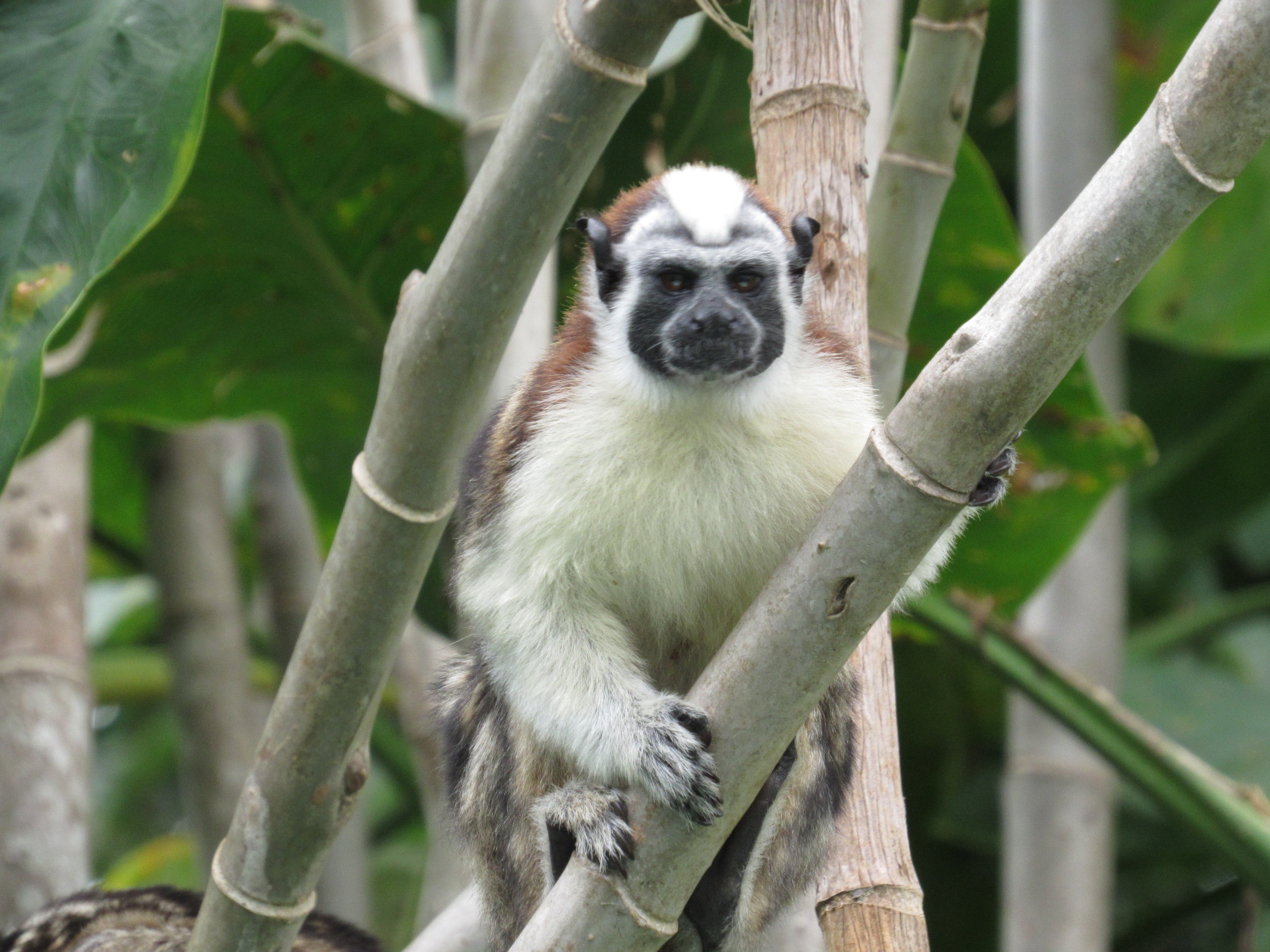 Panama Wildlife Discovery: Monkey Island, Sloths & Canal Boat Tour
