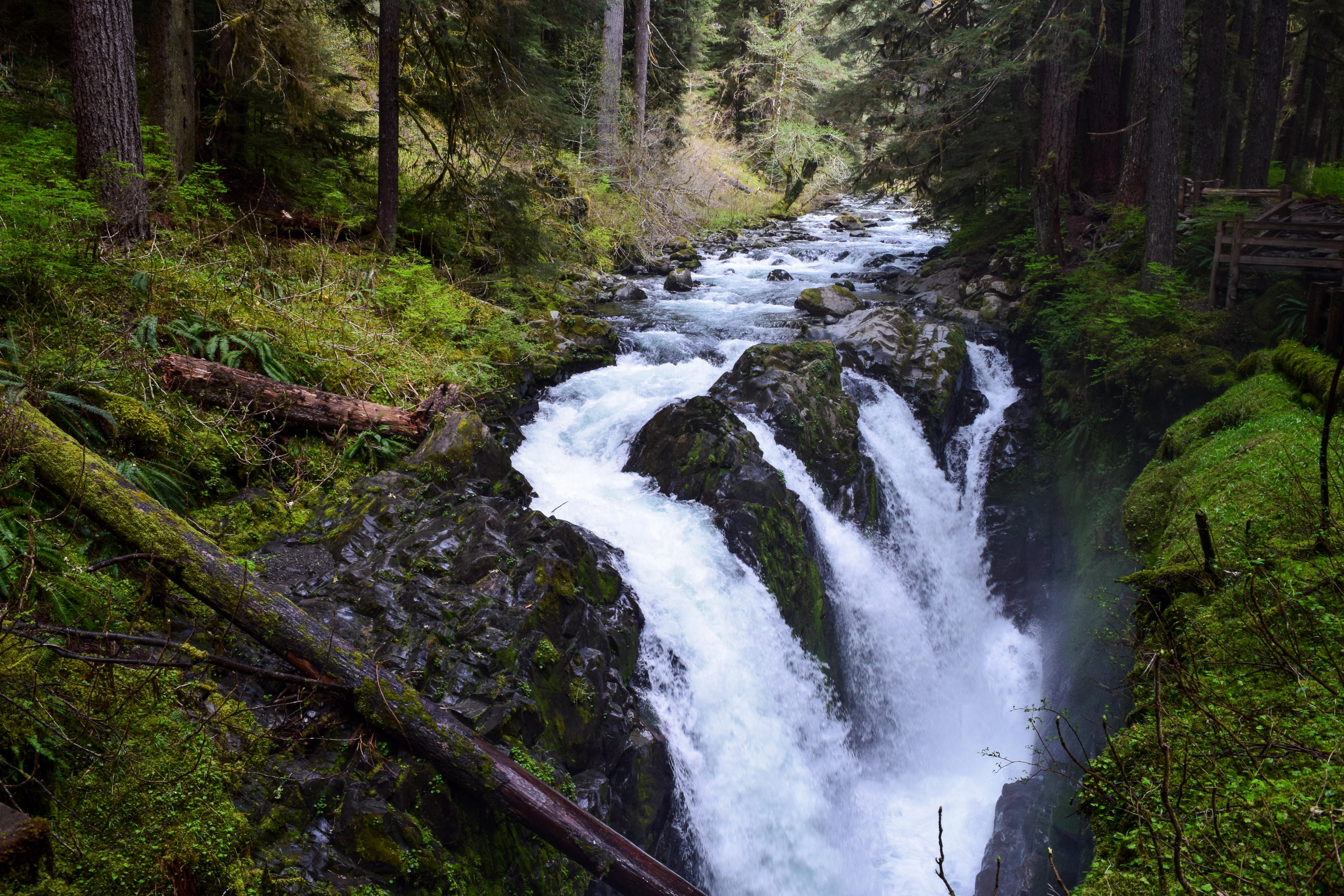 Olympic National Park: Guided Sol Duc Falls & Hurricane Ridge Day Tour
