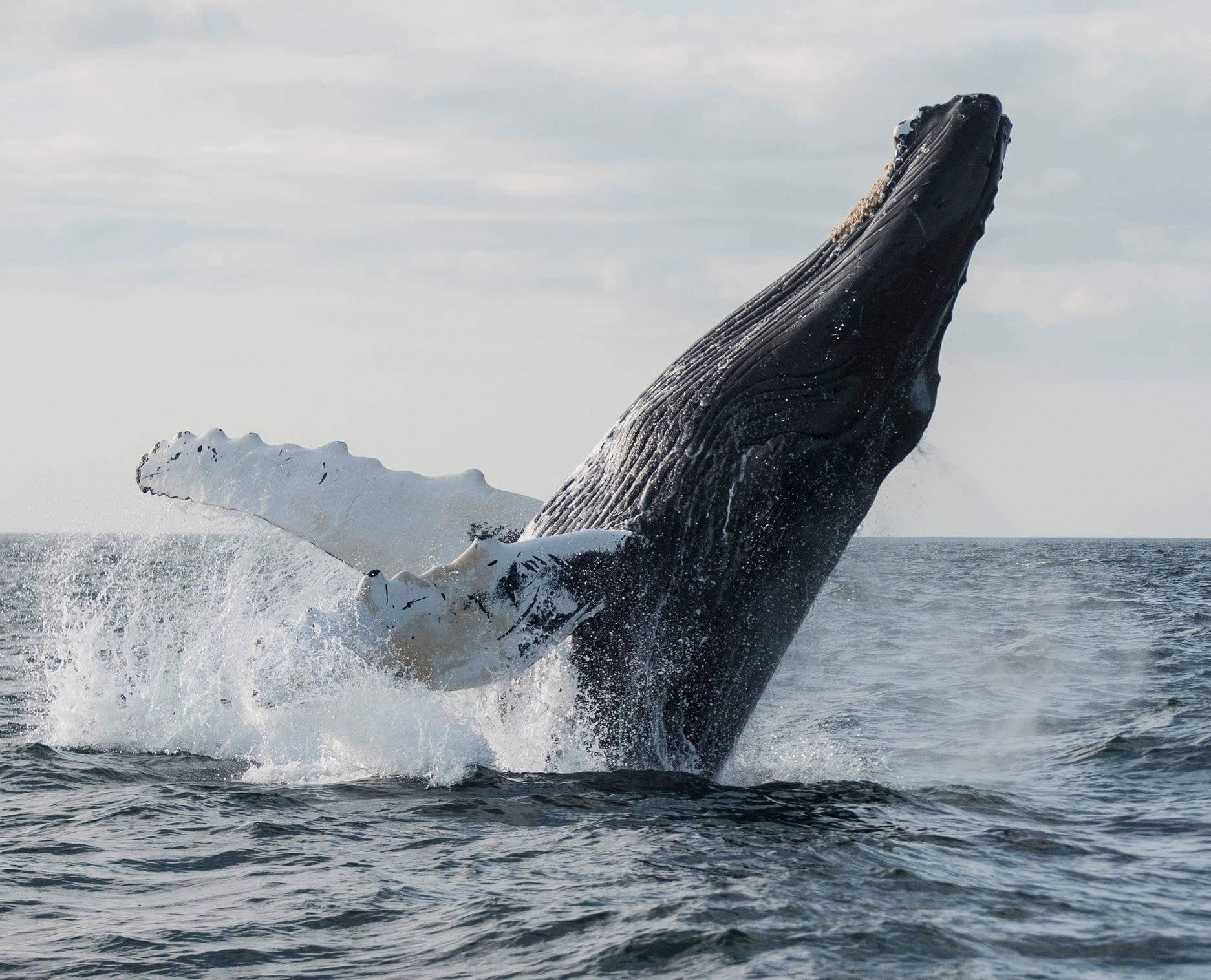 Humpback Whale Watching Yacht Excursion