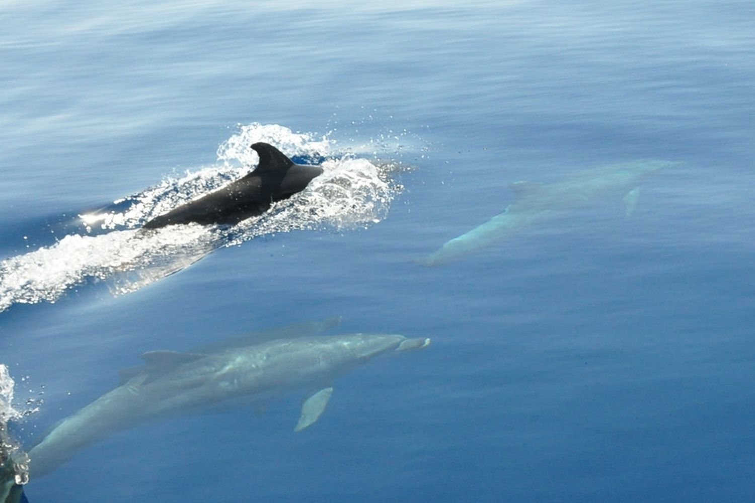 5-Island Speedboat Adventure: Blue Cave & Hvar from Split