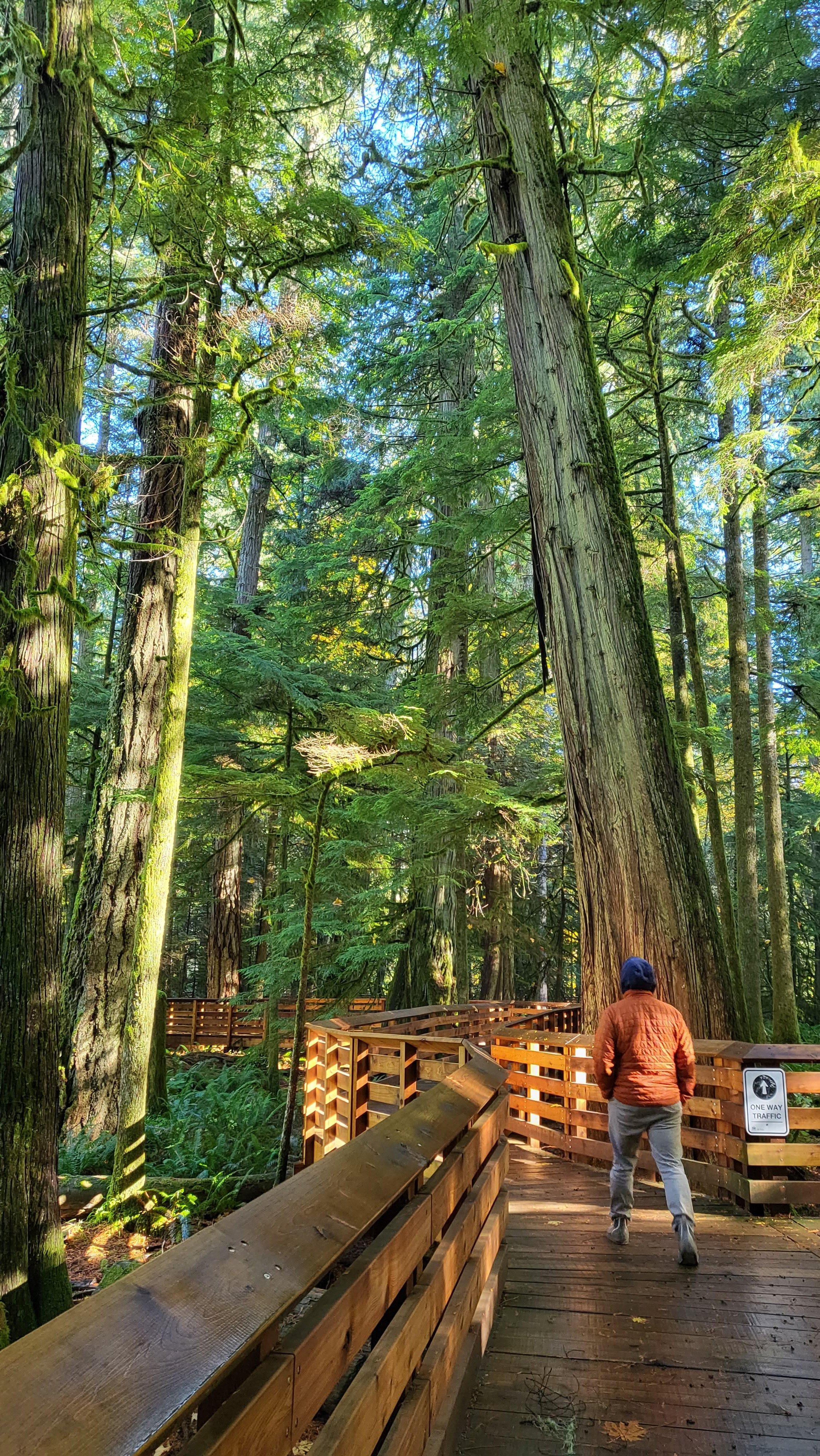 Nanaimo: Cathedral Grove, Waterfalls & Animal Sanctuary
