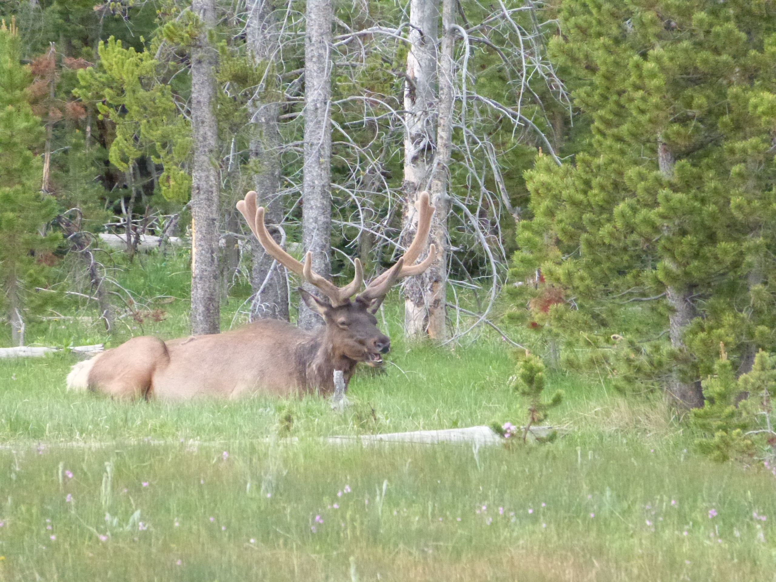 Grand Teton National Park Half-Day Expedition from Jackson