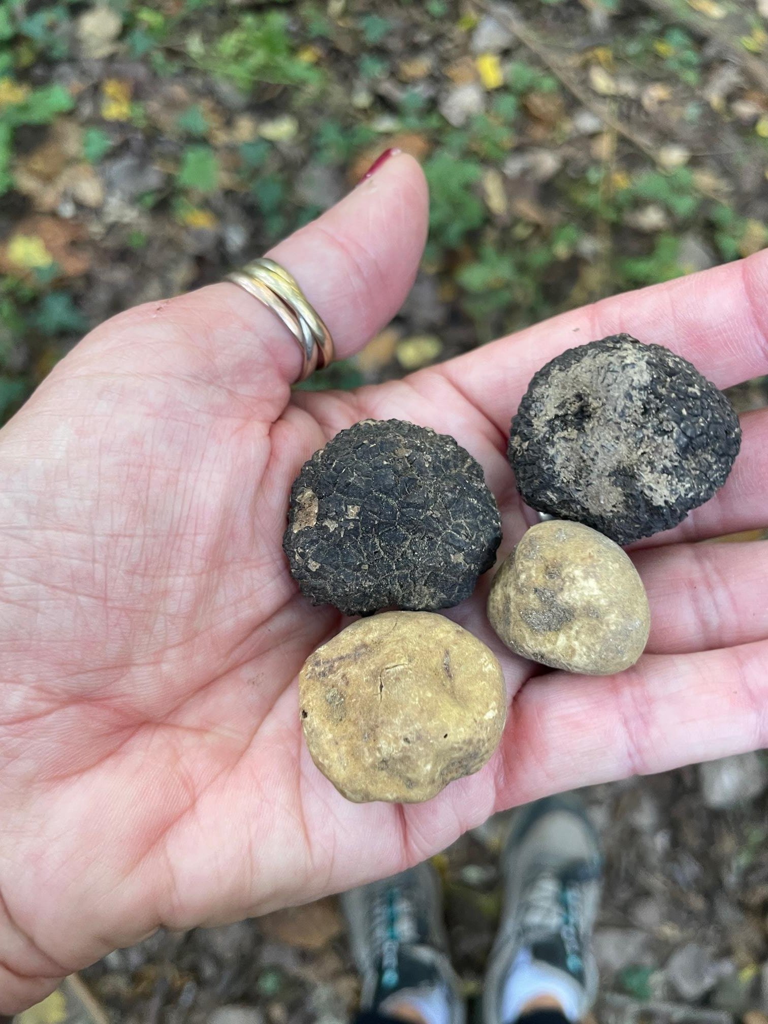 Truffle hunting day trip from Florence Tuscany — image 8