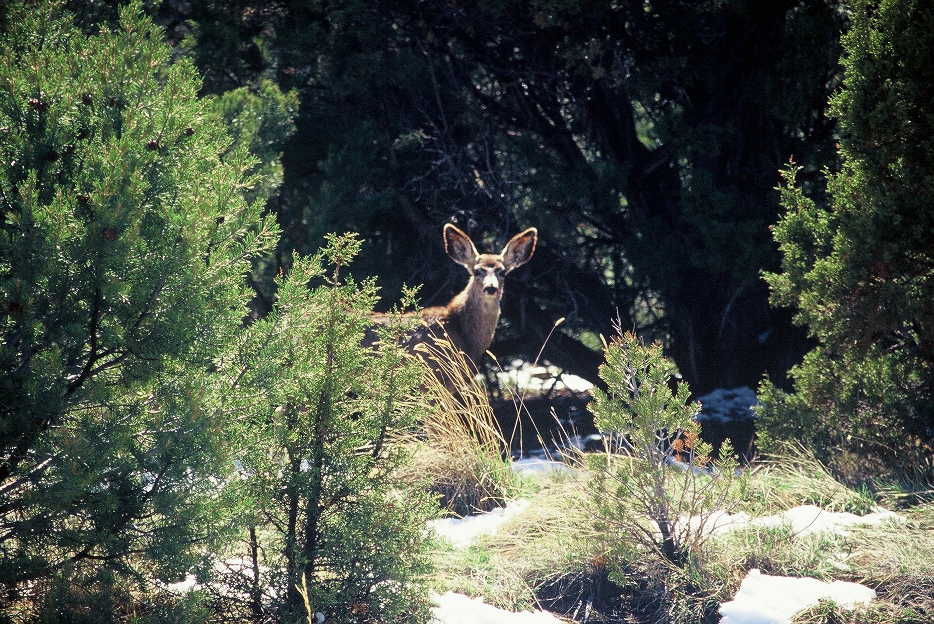 From Sedona: Red Rock West Private Jeep Tour