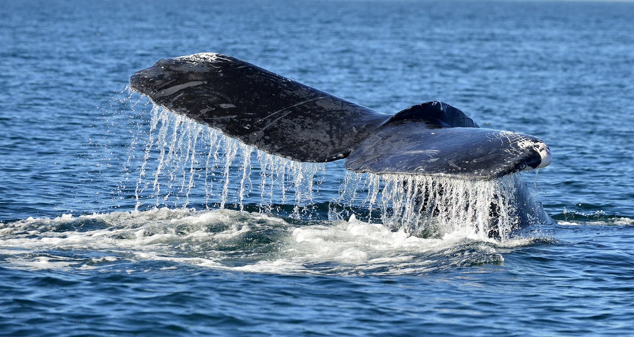 Trincomalee Whale & Dolphin Ocean Safari with Marine Experts
