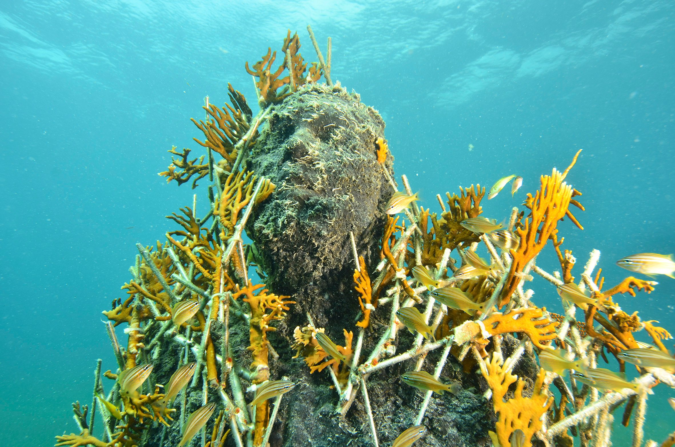 MUSA Underwater Museum & Reef Scuba Dive for Certified Divers