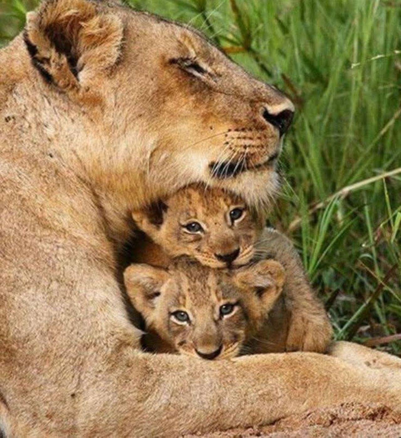 Nairobi National Park Twilight Safari & Sundowner