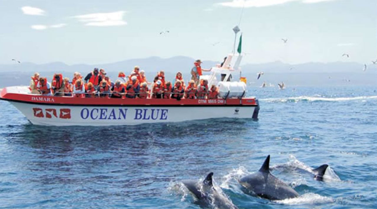 Dolphin & Marine Wildlife Boat Tour