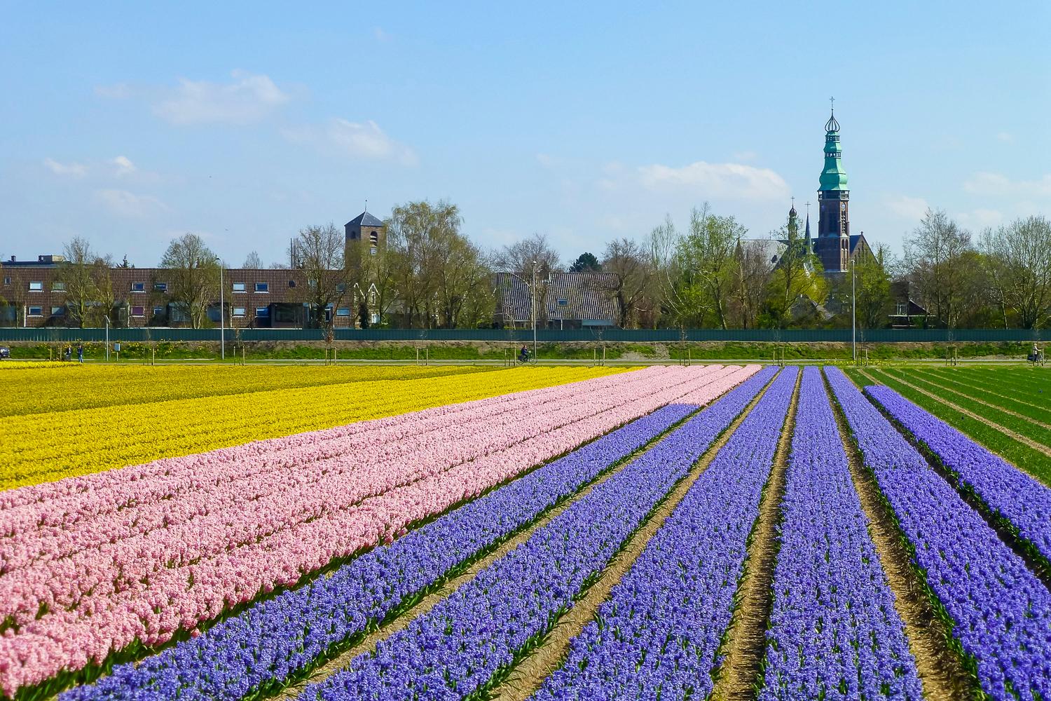 Keukenhof Flower Fields Small-Group Bike Tour