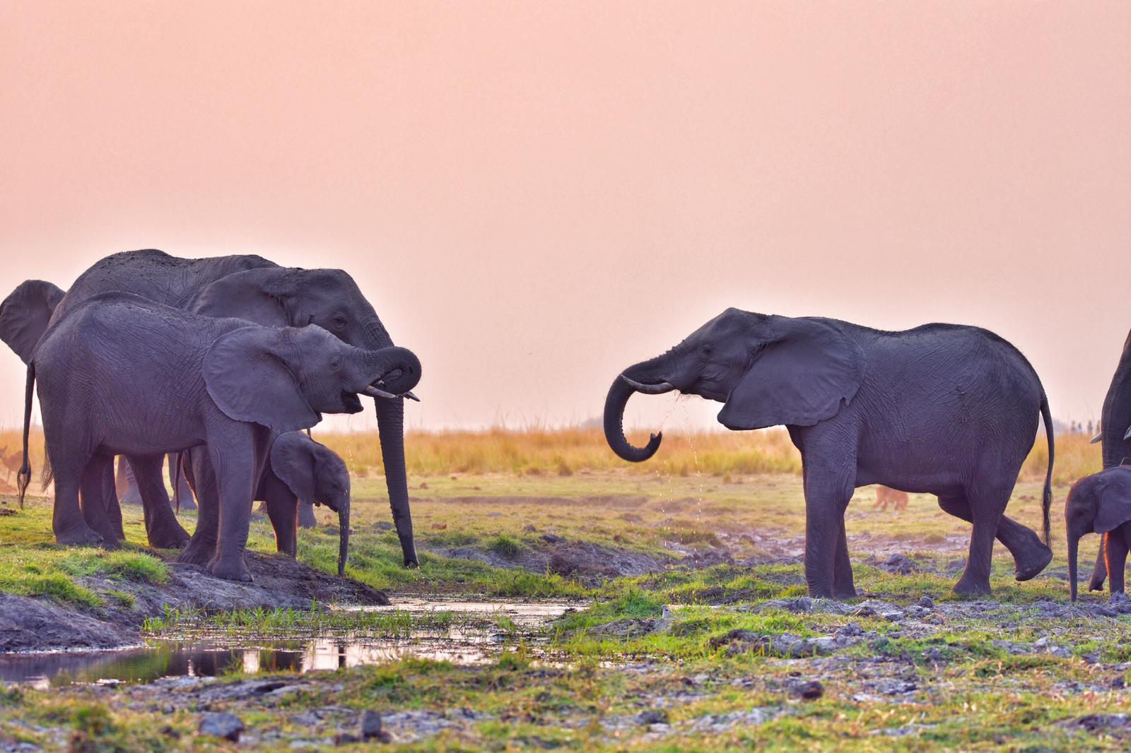 Chobe River Cruise & Safari Game Drive