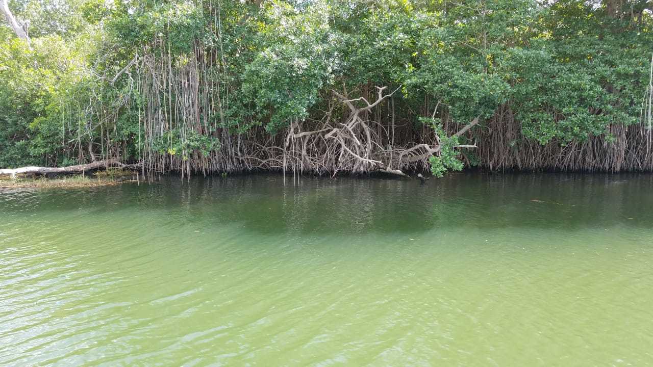 Jamaica South Coast: YS Falls & Black River Safari