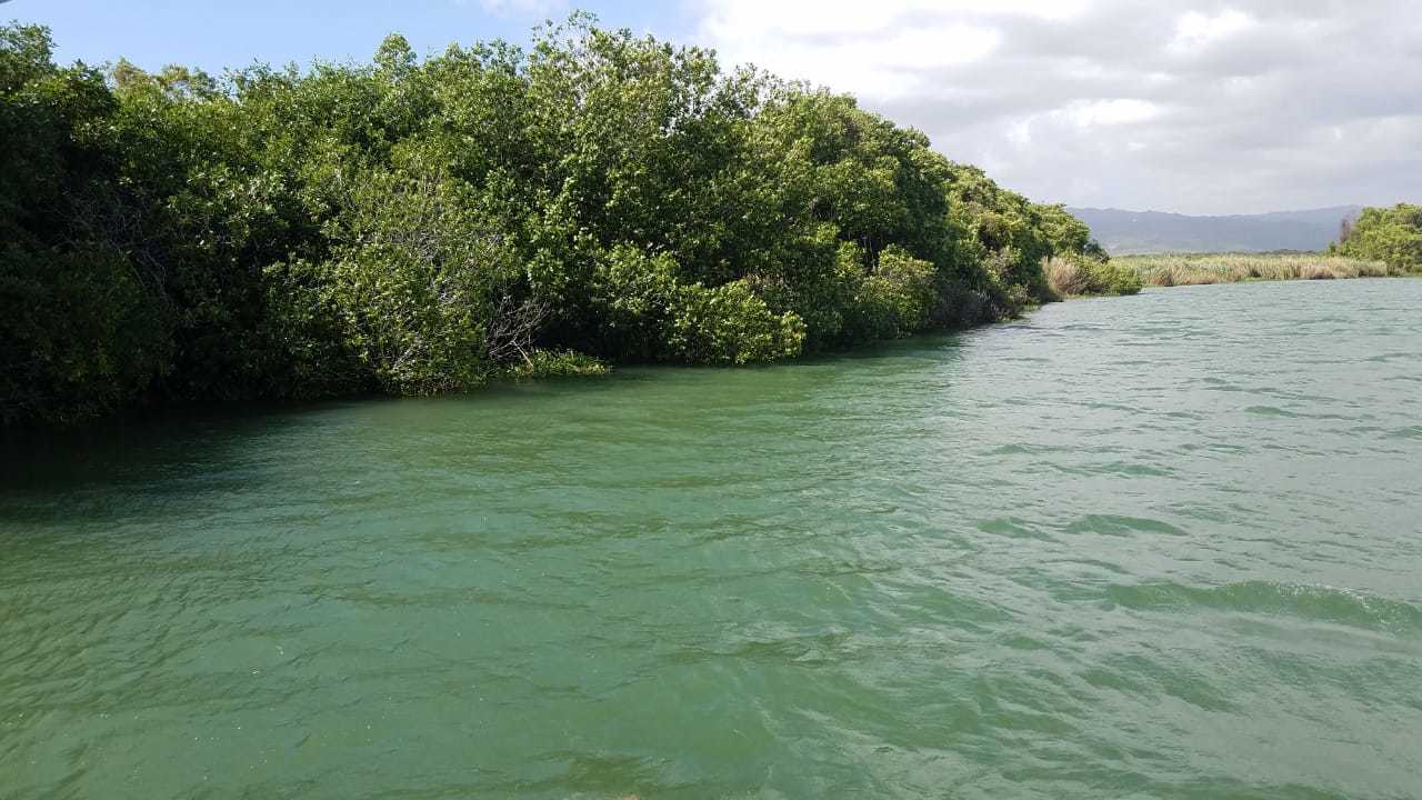 Jamaica South Coast: YS Falls & Black River Safari
