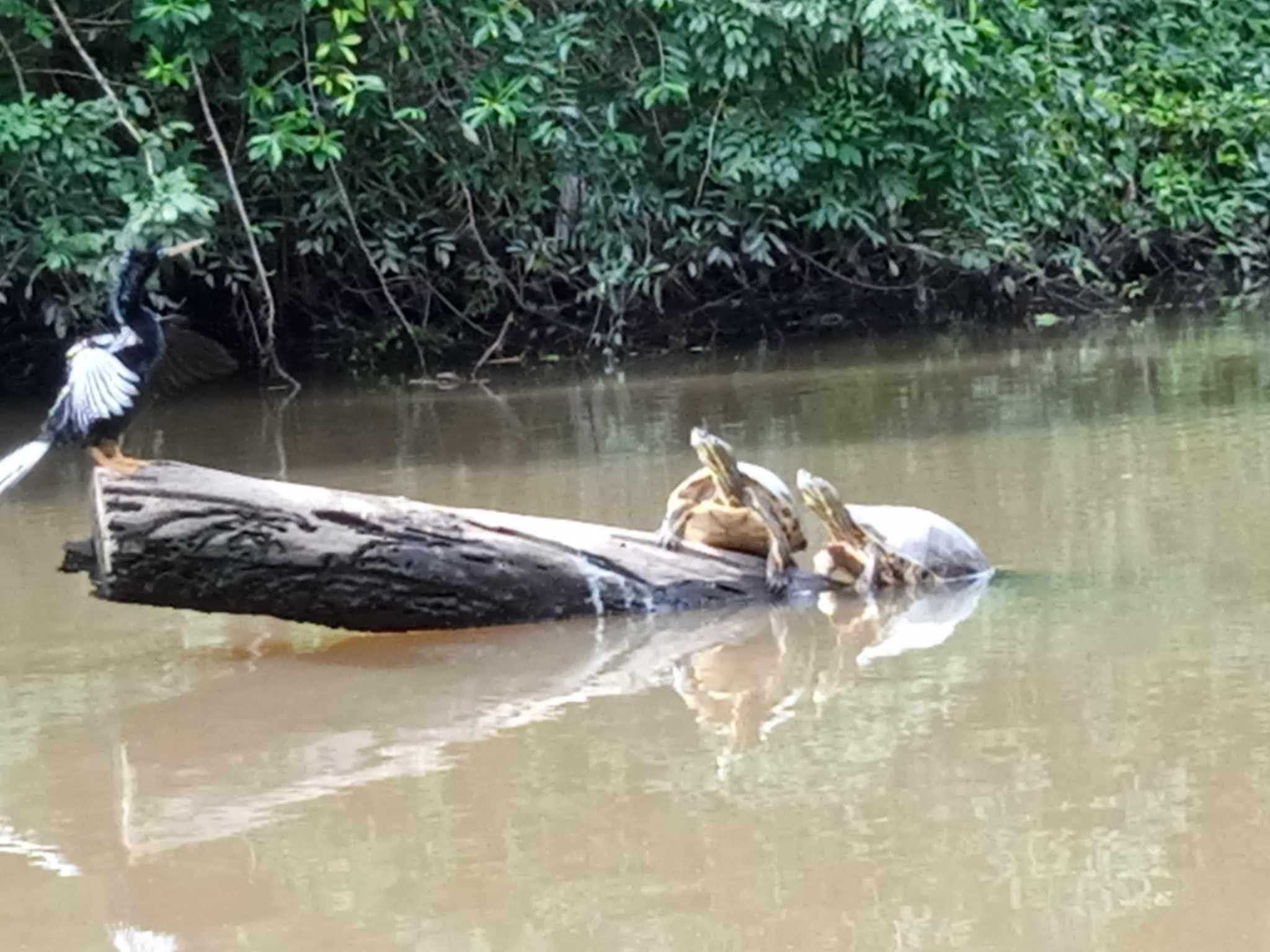 Tortuguero National Park Canoe Wildlife Tour