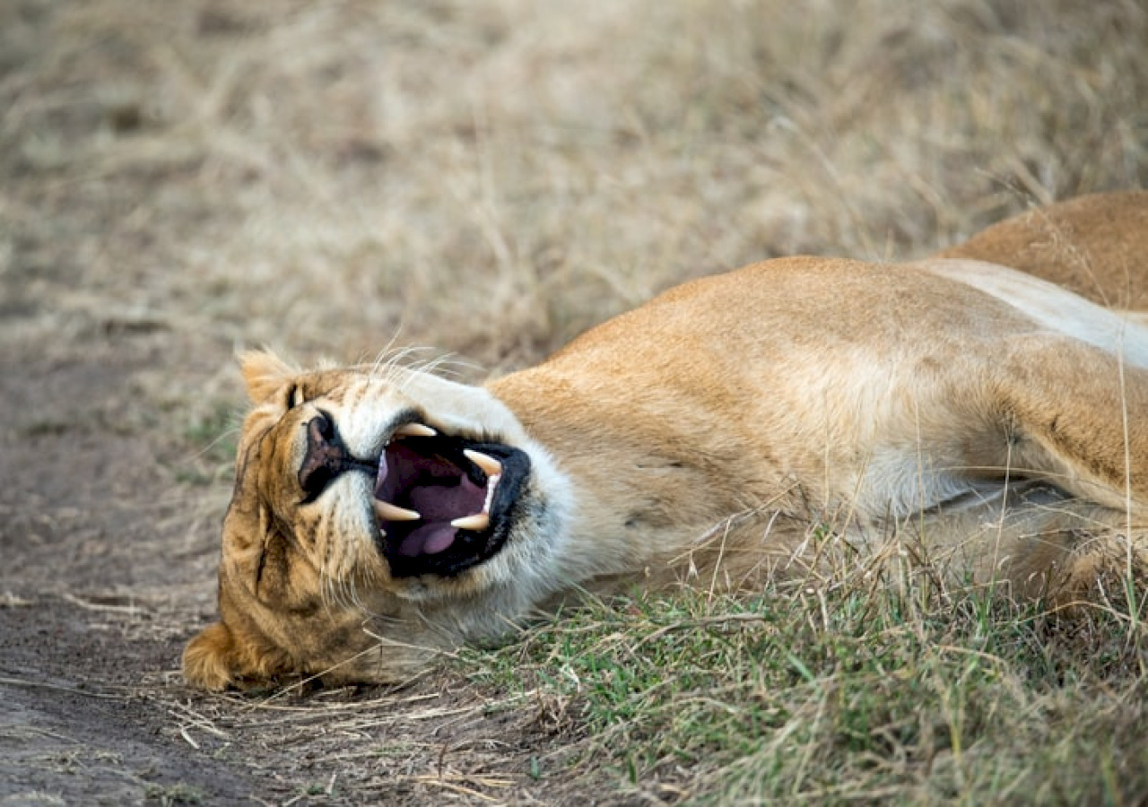 4-Day Masai Mara & Lake Nakuru Camping Safari