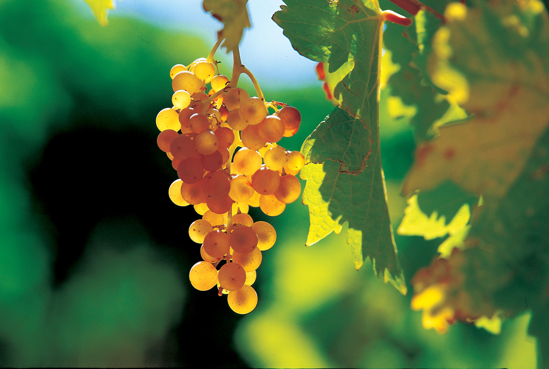 Avignon vineyard tour — galets stones in a Châteauneuf-du-Pape vineyard, Southern Rhône