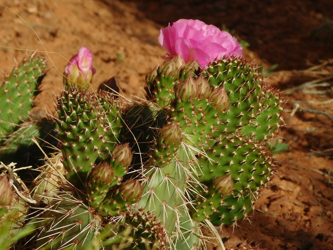 Monument Valley: 3.5-Hour Cultural Backcountry Expedition