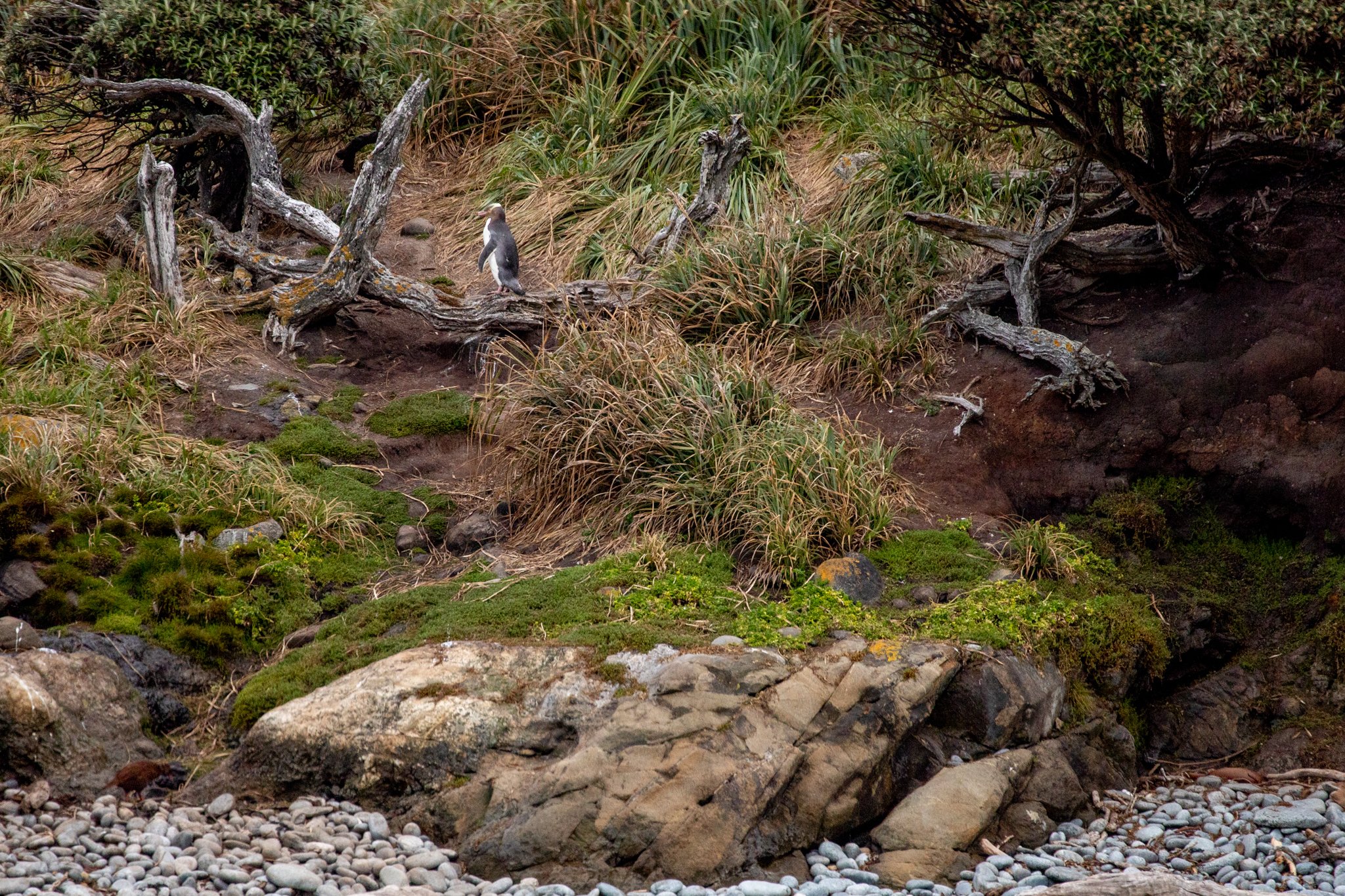 South Island tour photo — image 10