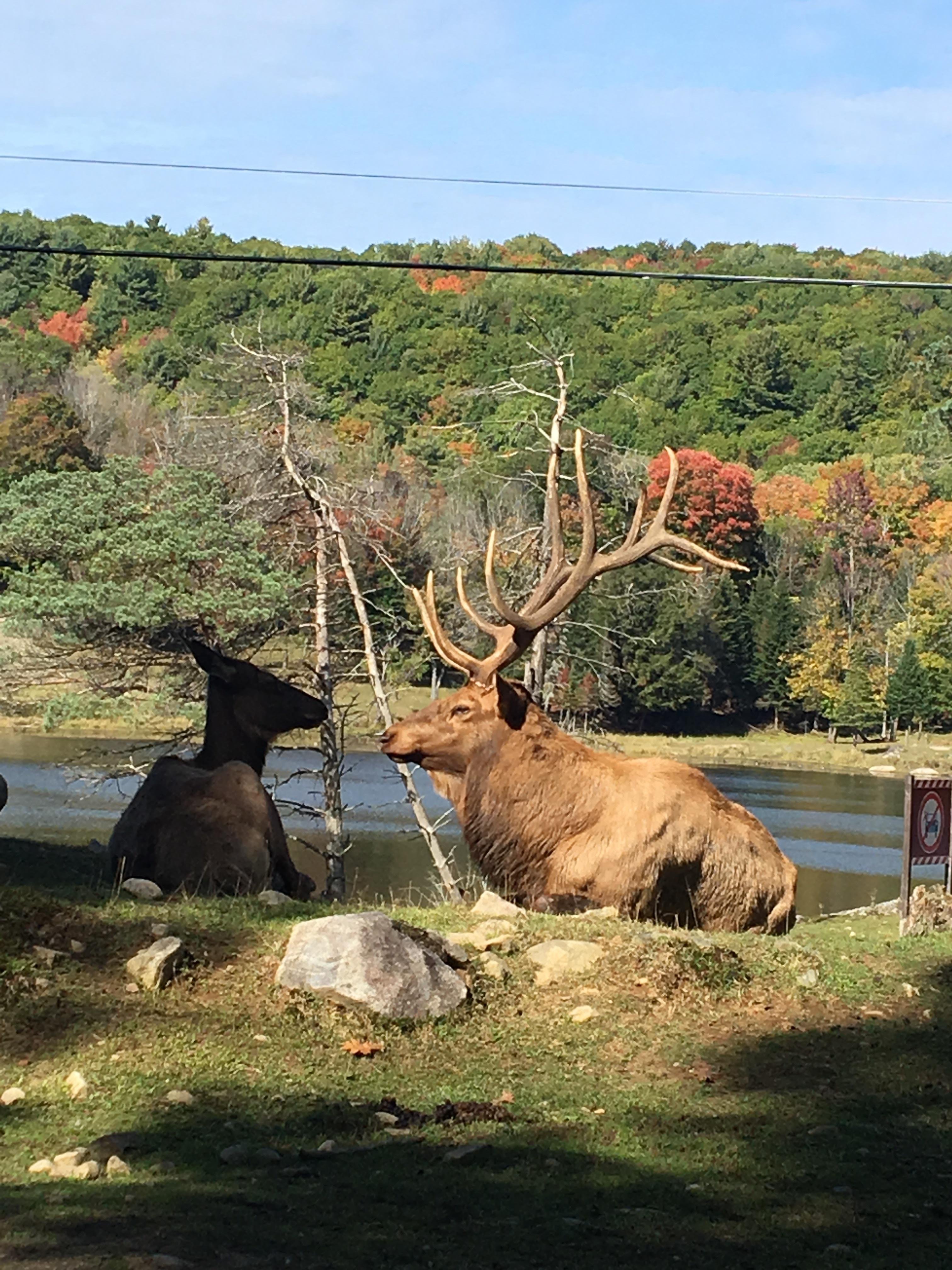 Private Omega Park Wildlife Safari & Montebello Lodge Experience