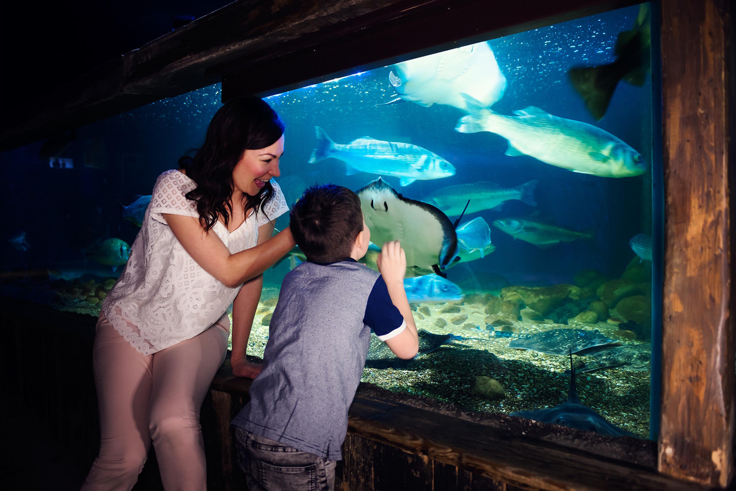 SEA LIFE Manchester Aquarium Entry