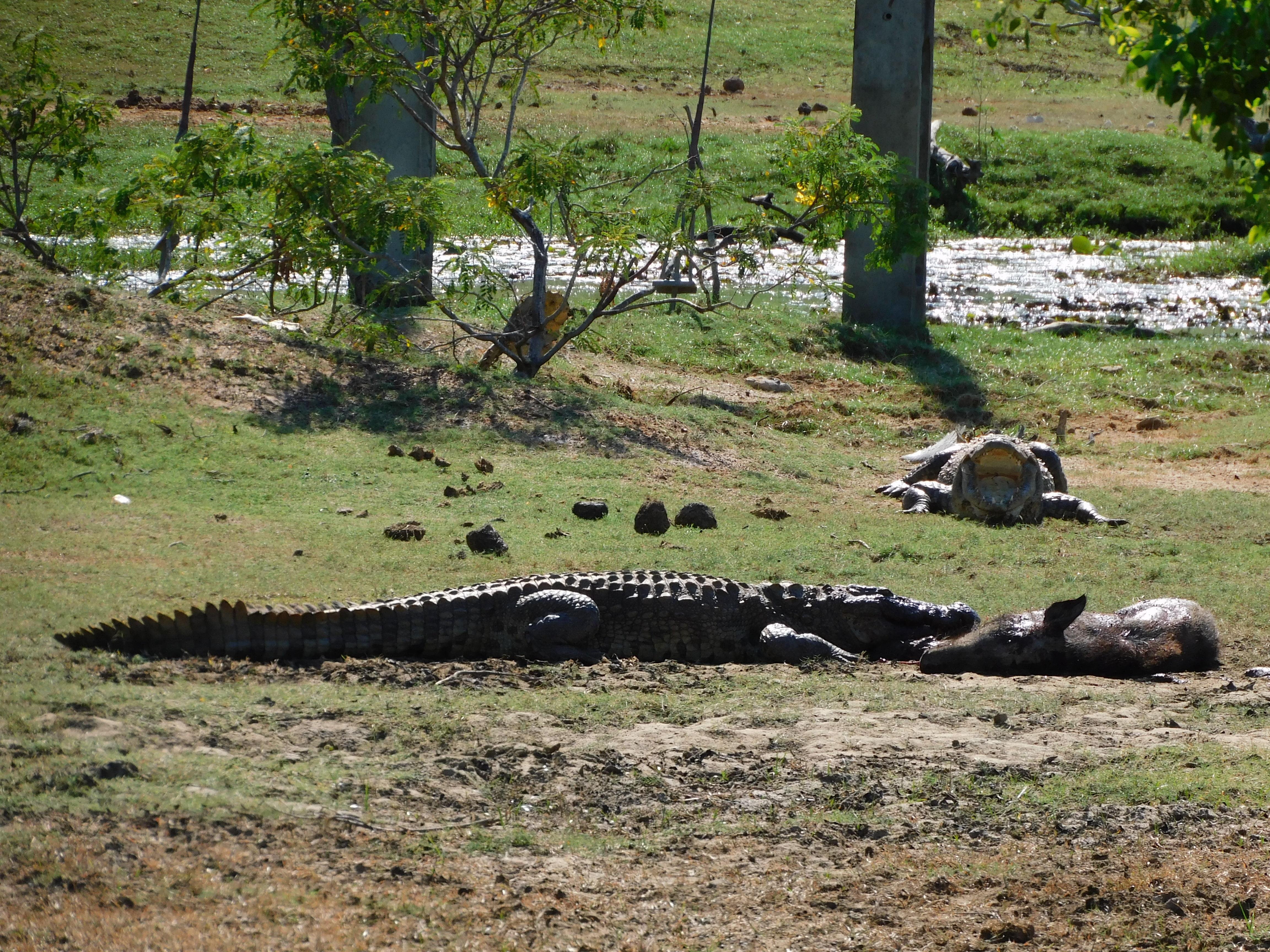 Yala National Park Safari Shore Excursion from Hambantota