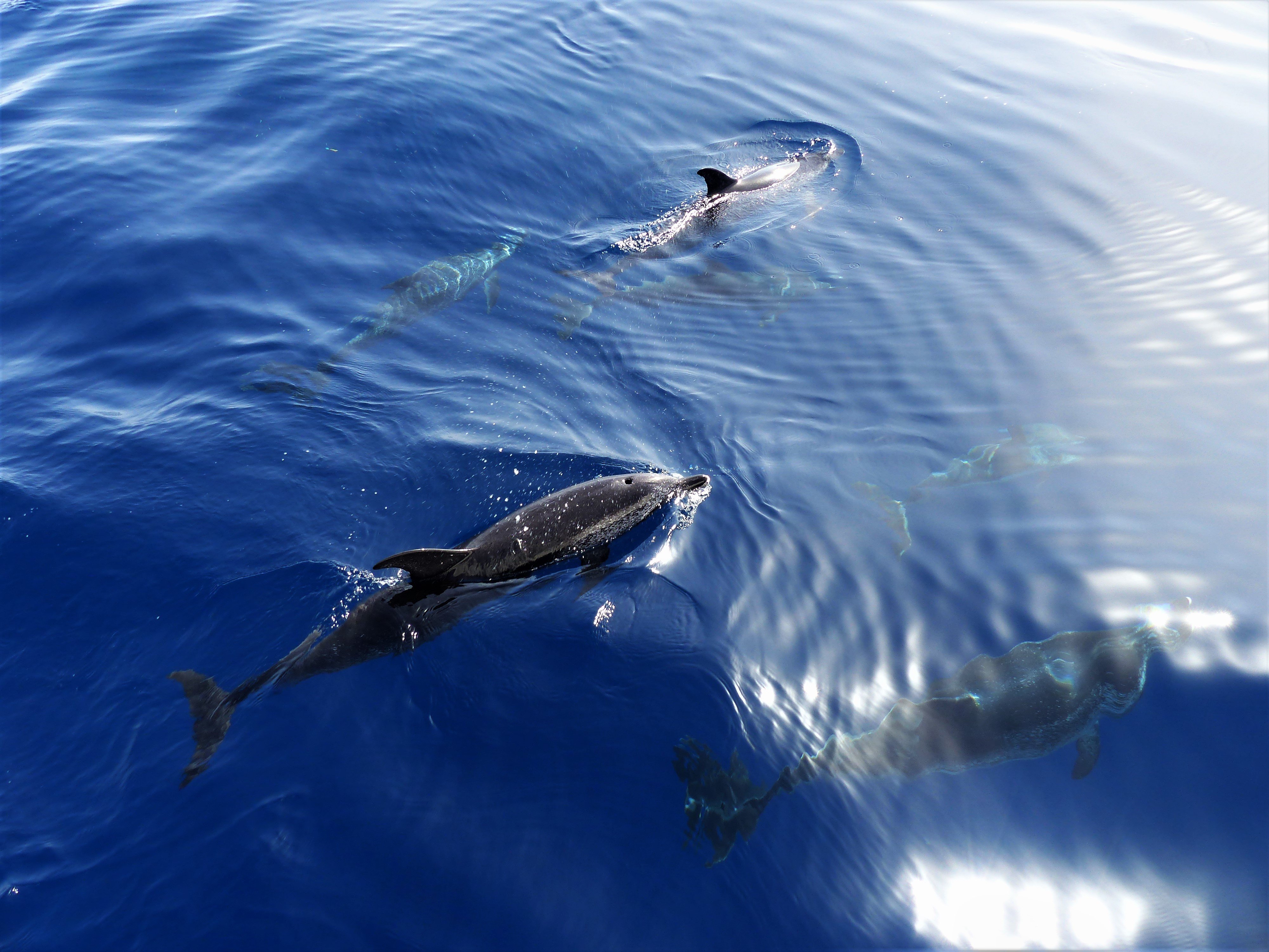 Los Gigantes Sailing & Whale Watching Cruise