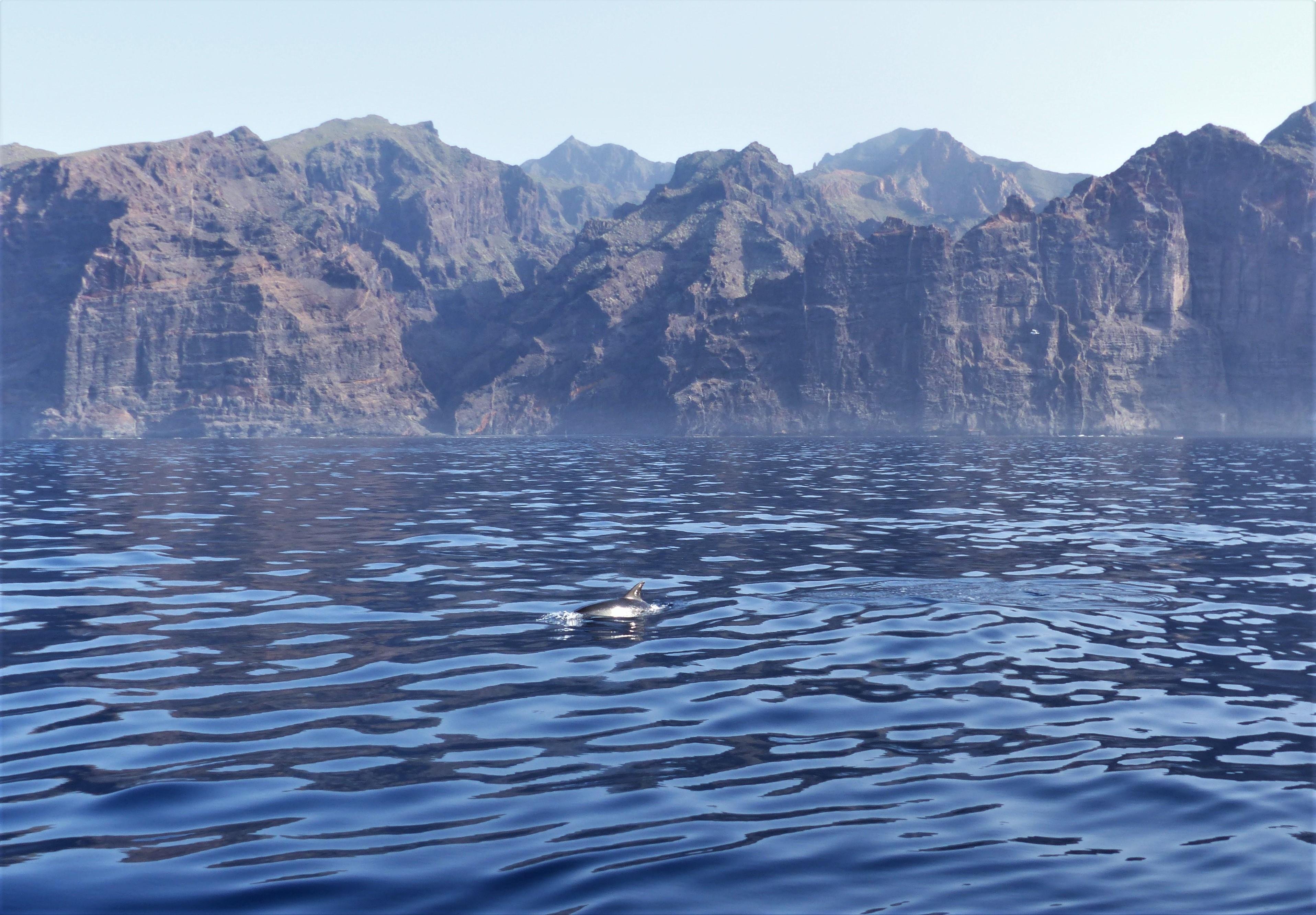 Los Gigantes Sailing & Whale Watching Cruise