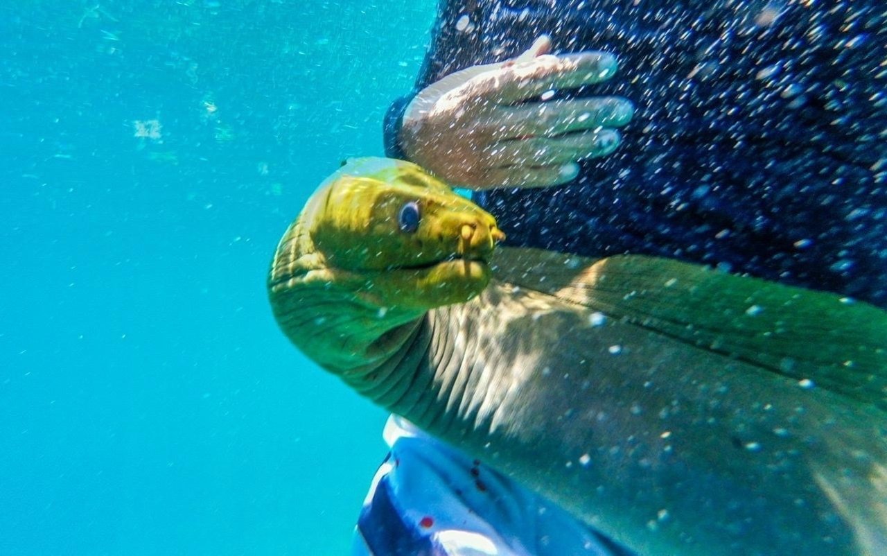 Half-Day Reef Snorkeling Adventure from Caye Caulker
