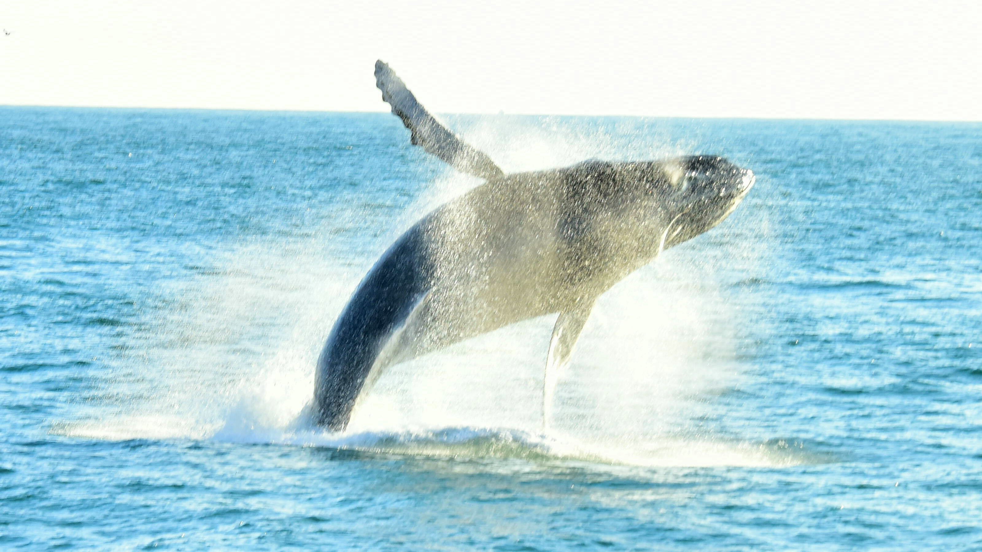 Pacific Coast Catamaran Eco Adventure with Lunch