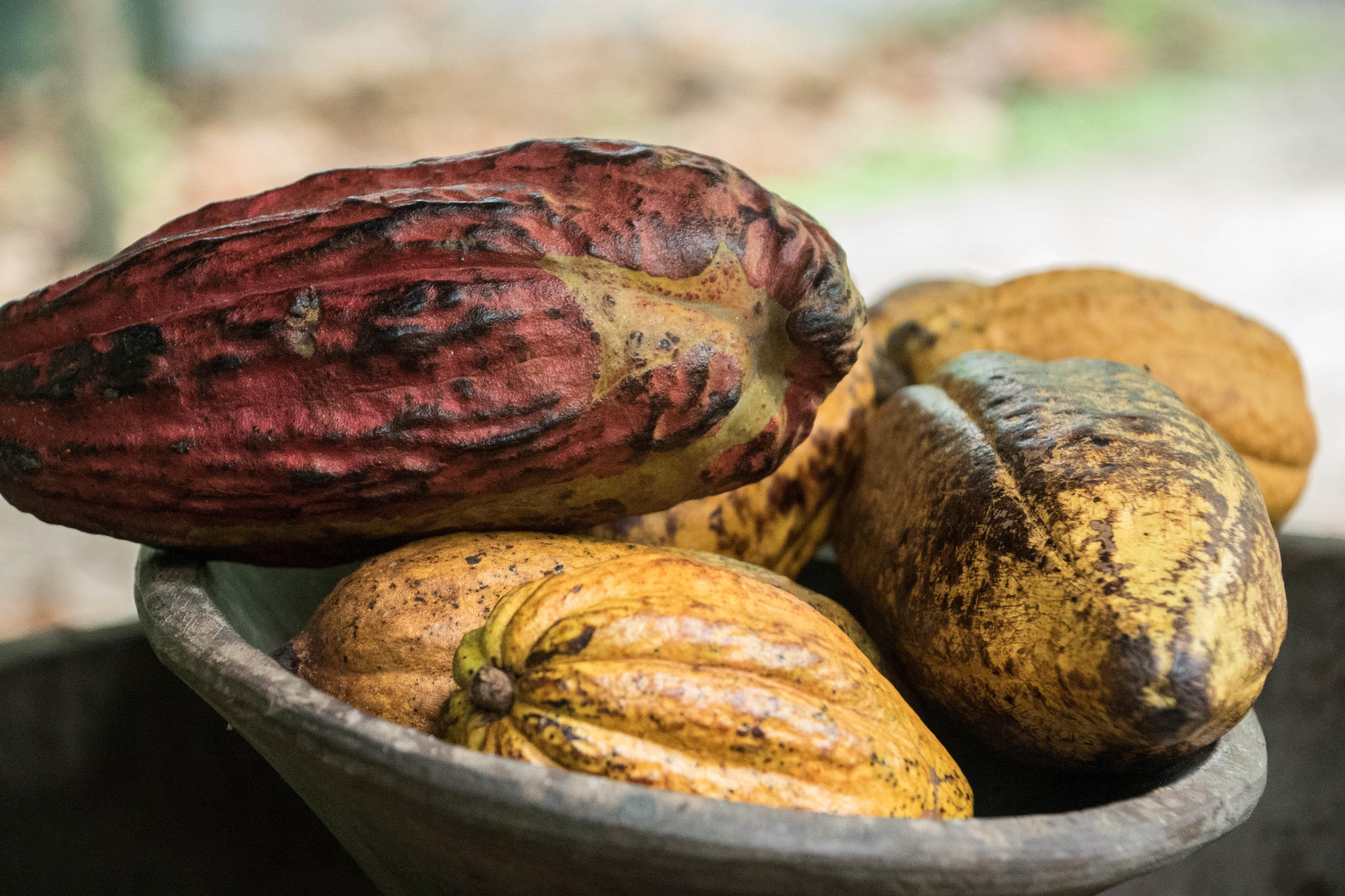 Rainforest Chocolate Farm Experience