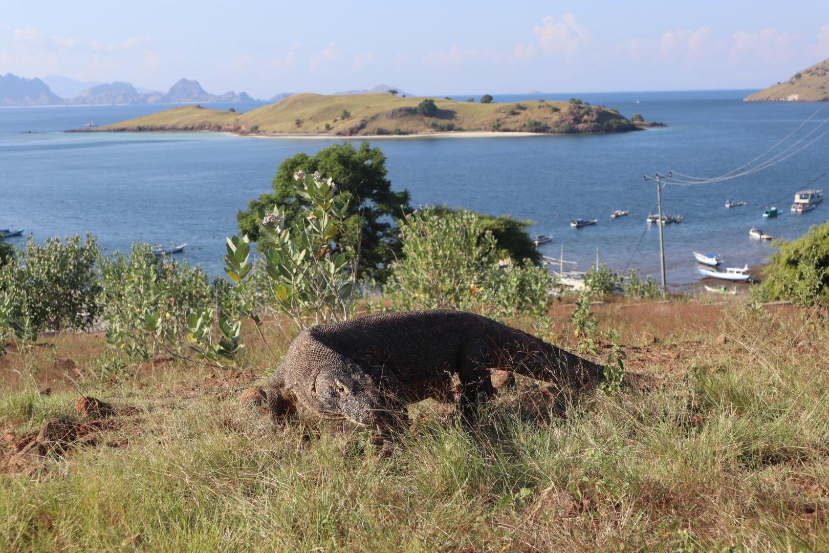 Labuan Bajo: Full-Day Komodo National Park Explorer