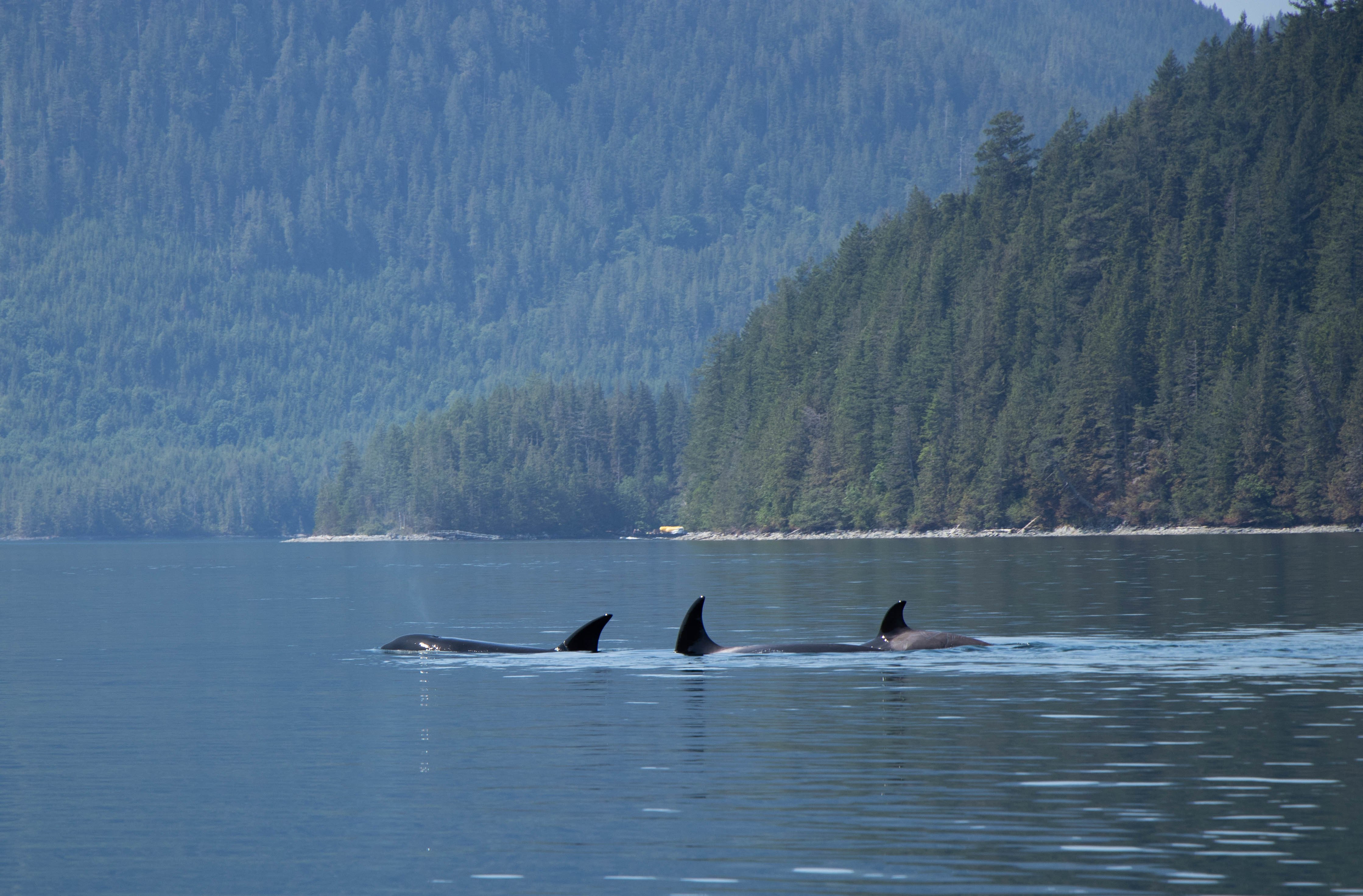Campbell River Whale Watching Adventure with Lunch