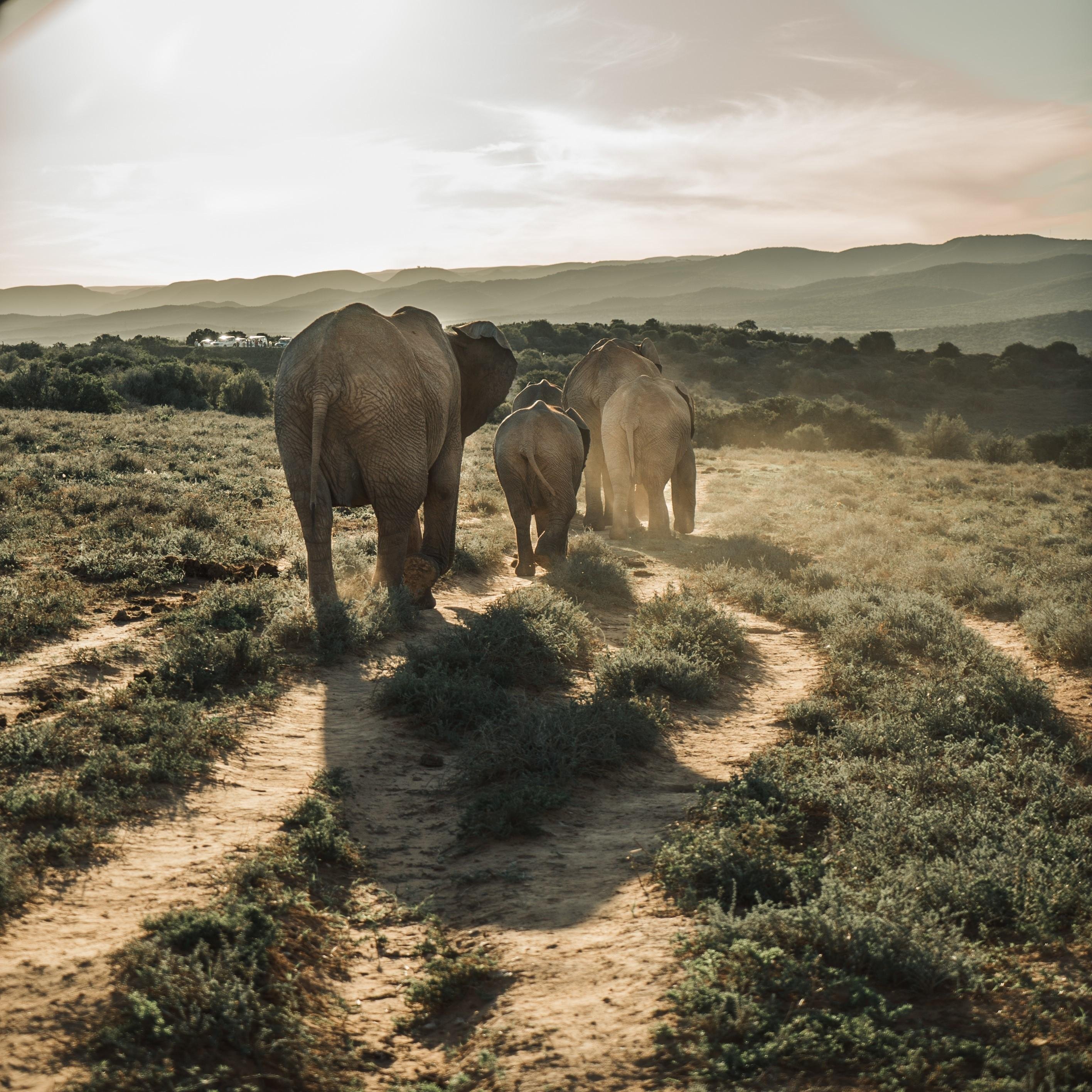 Addo Elephant National Park Full-Day Safari