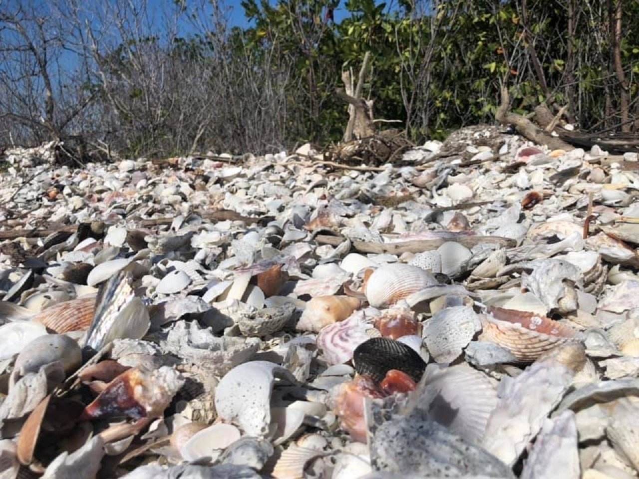 10,000 Islands Shelling & Dolphin Boat Expedition