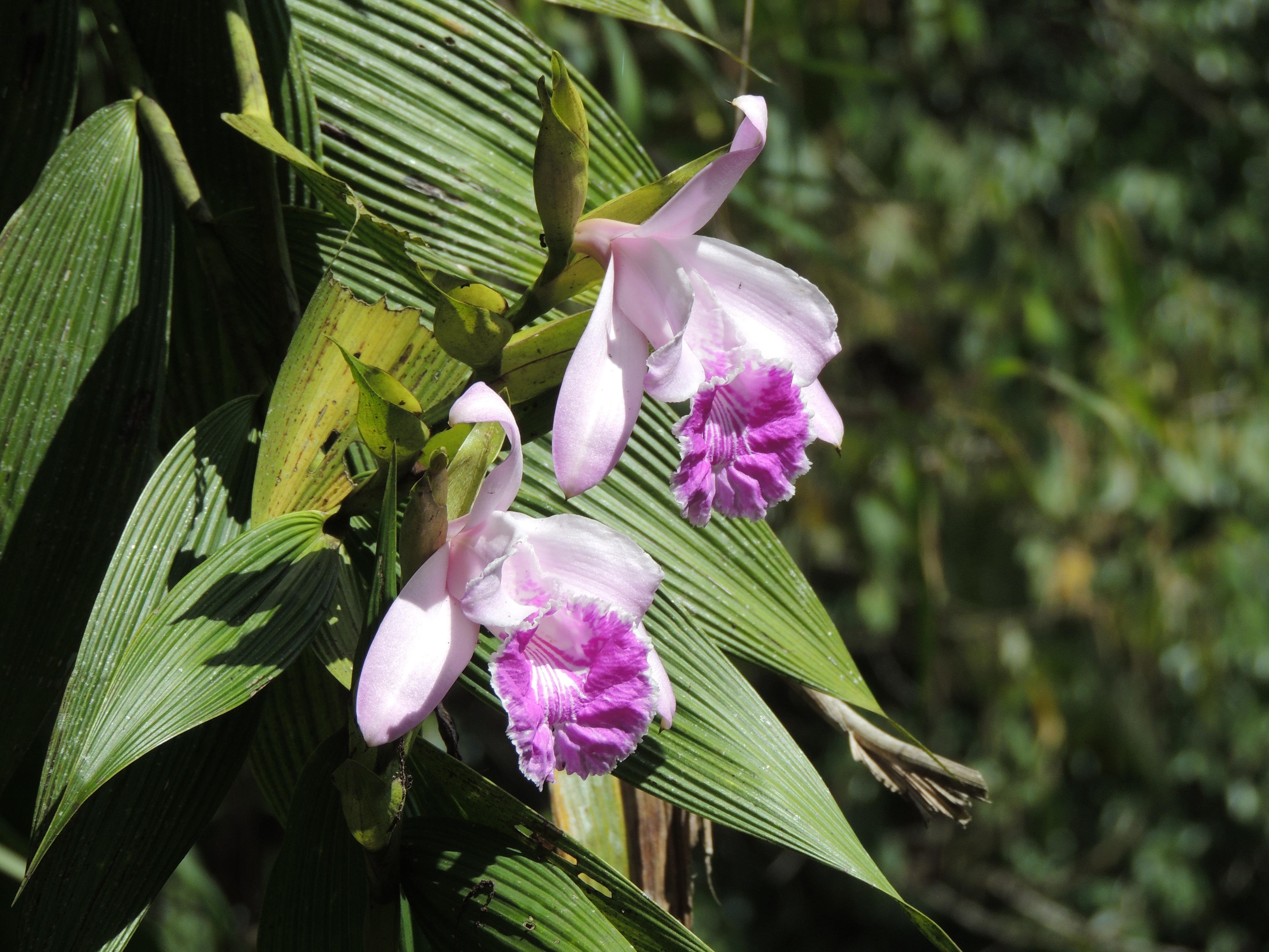 Quito to Baños & Upper Amazon Full-Day Adventure