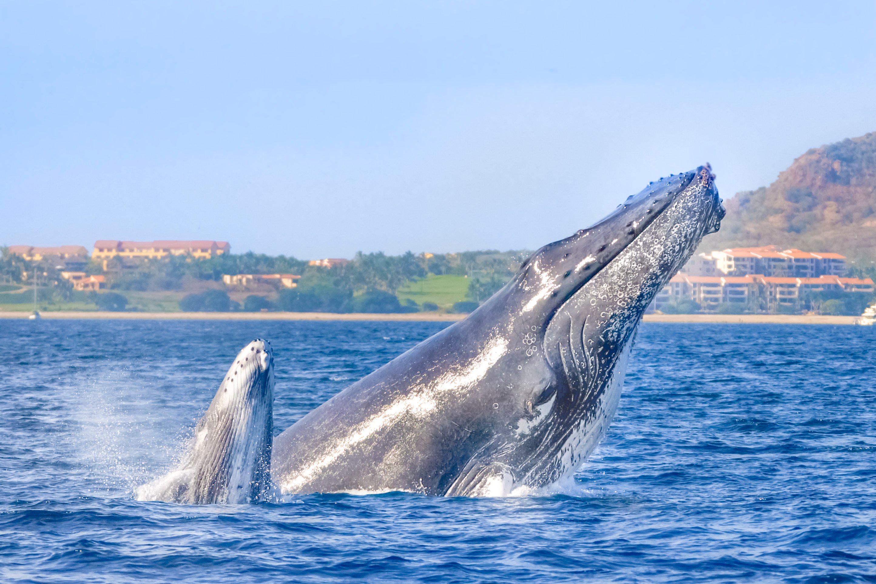 Cabo San Lucas: Luxury Catamaran Whale Watching