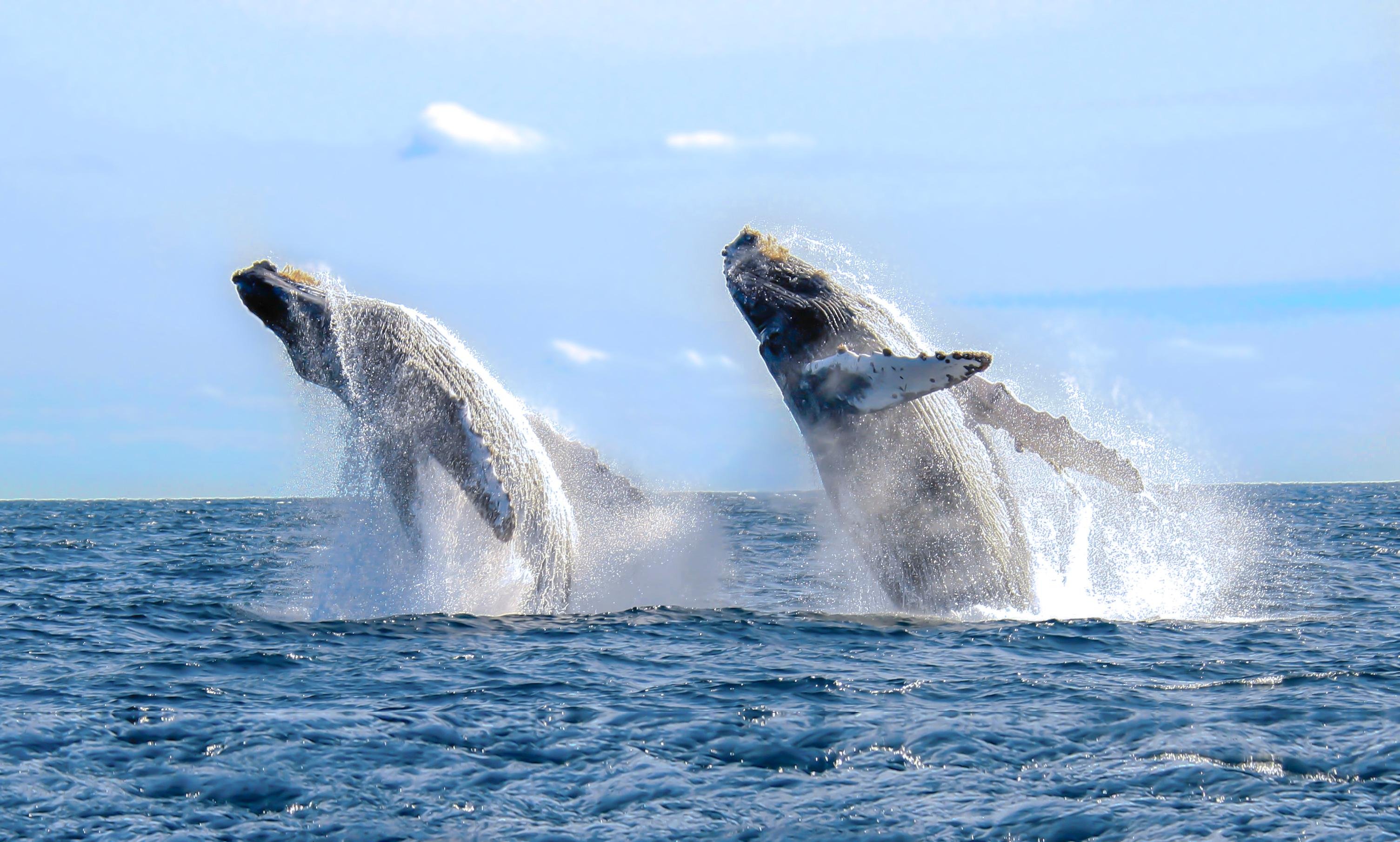 Cabo San Lucas: Luxury Catamaran Whale Watching
