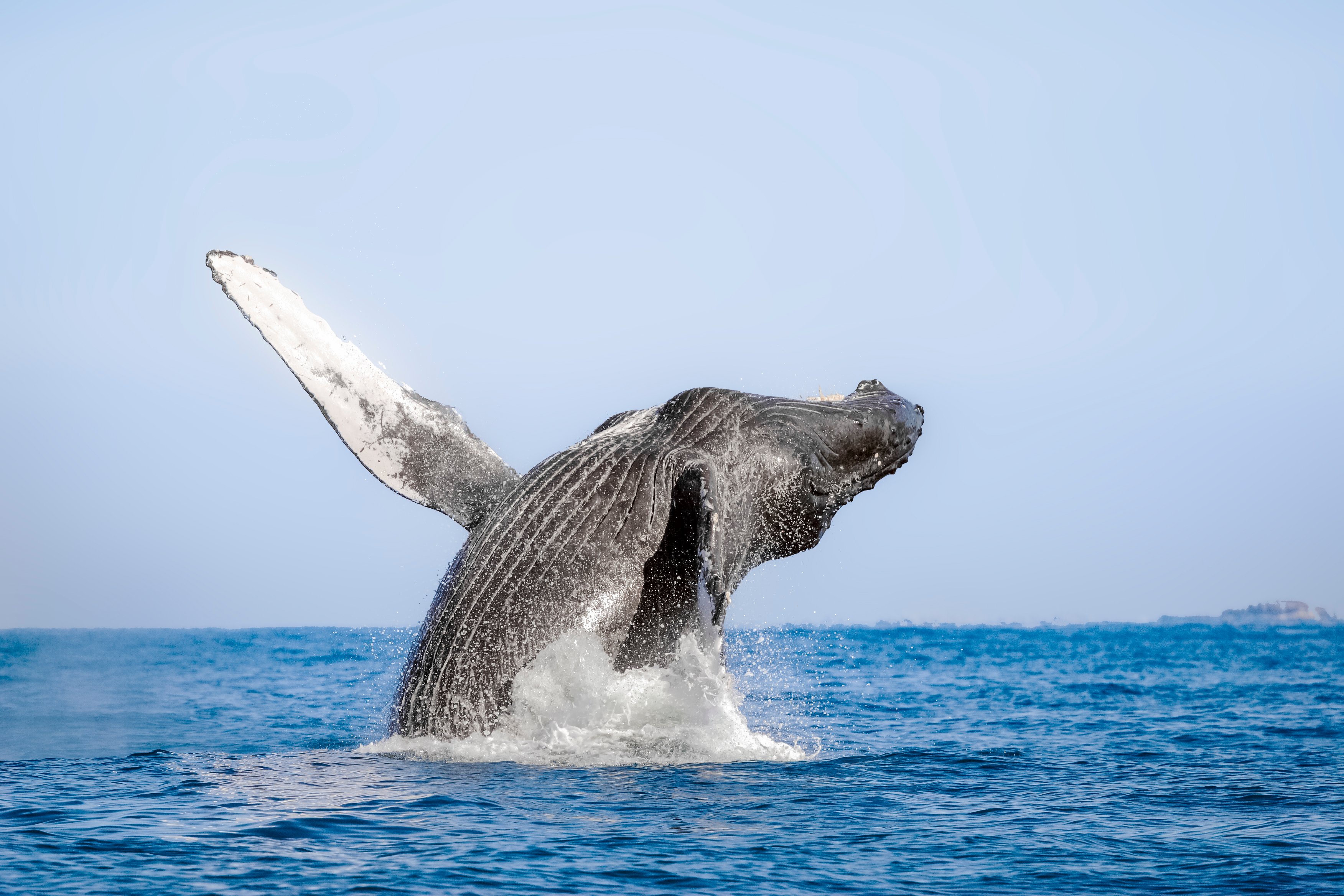 Cabo San Lucas: Luxury Catamaran Whale Watching