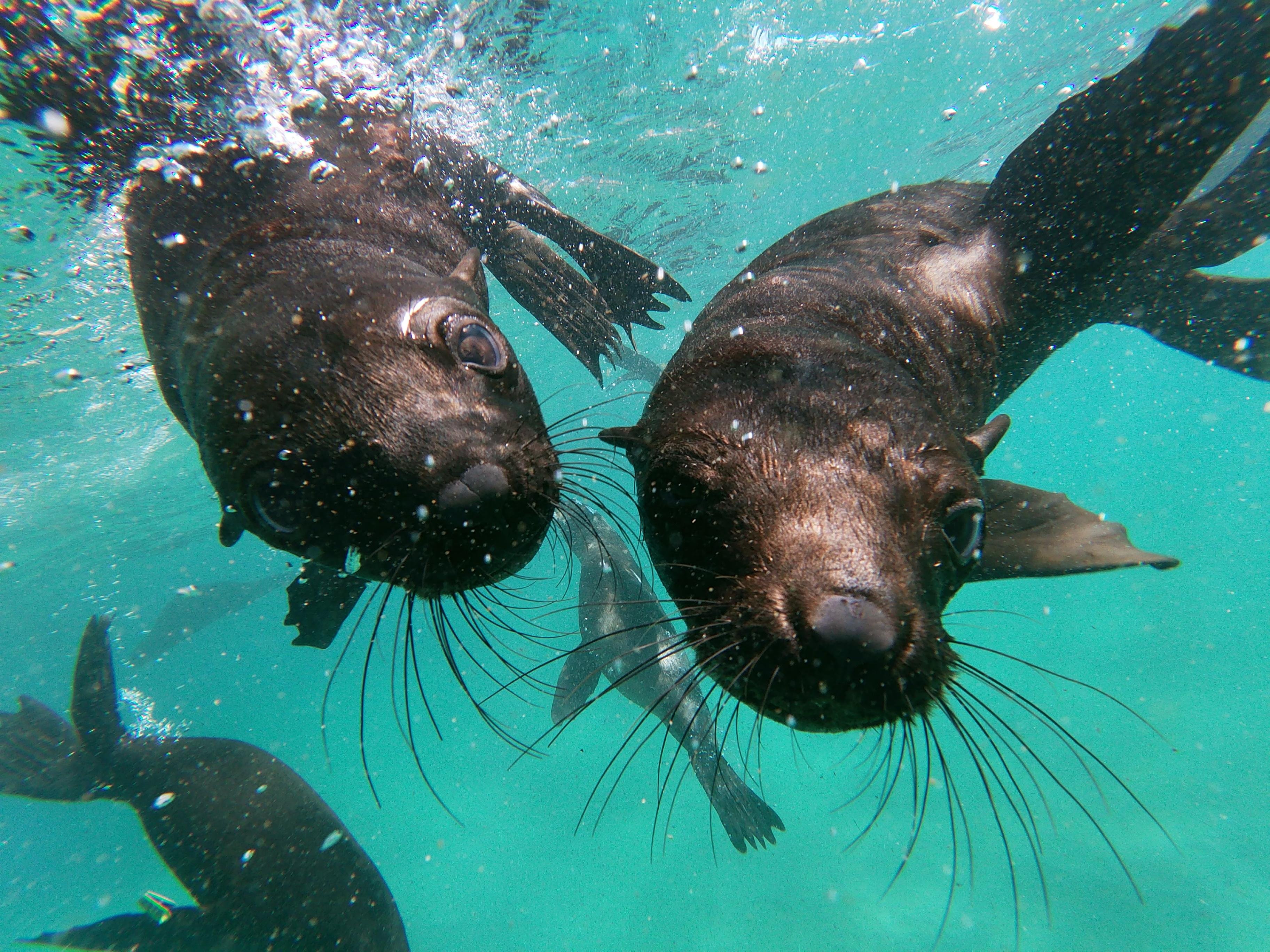 Robberg Seal Colony Boat Trip